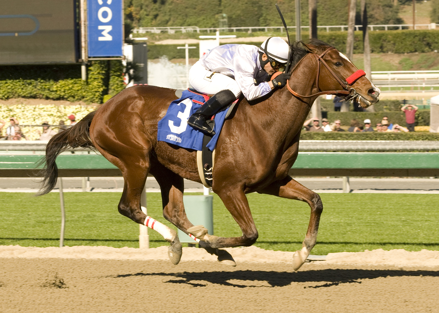 Tiz Dynamic