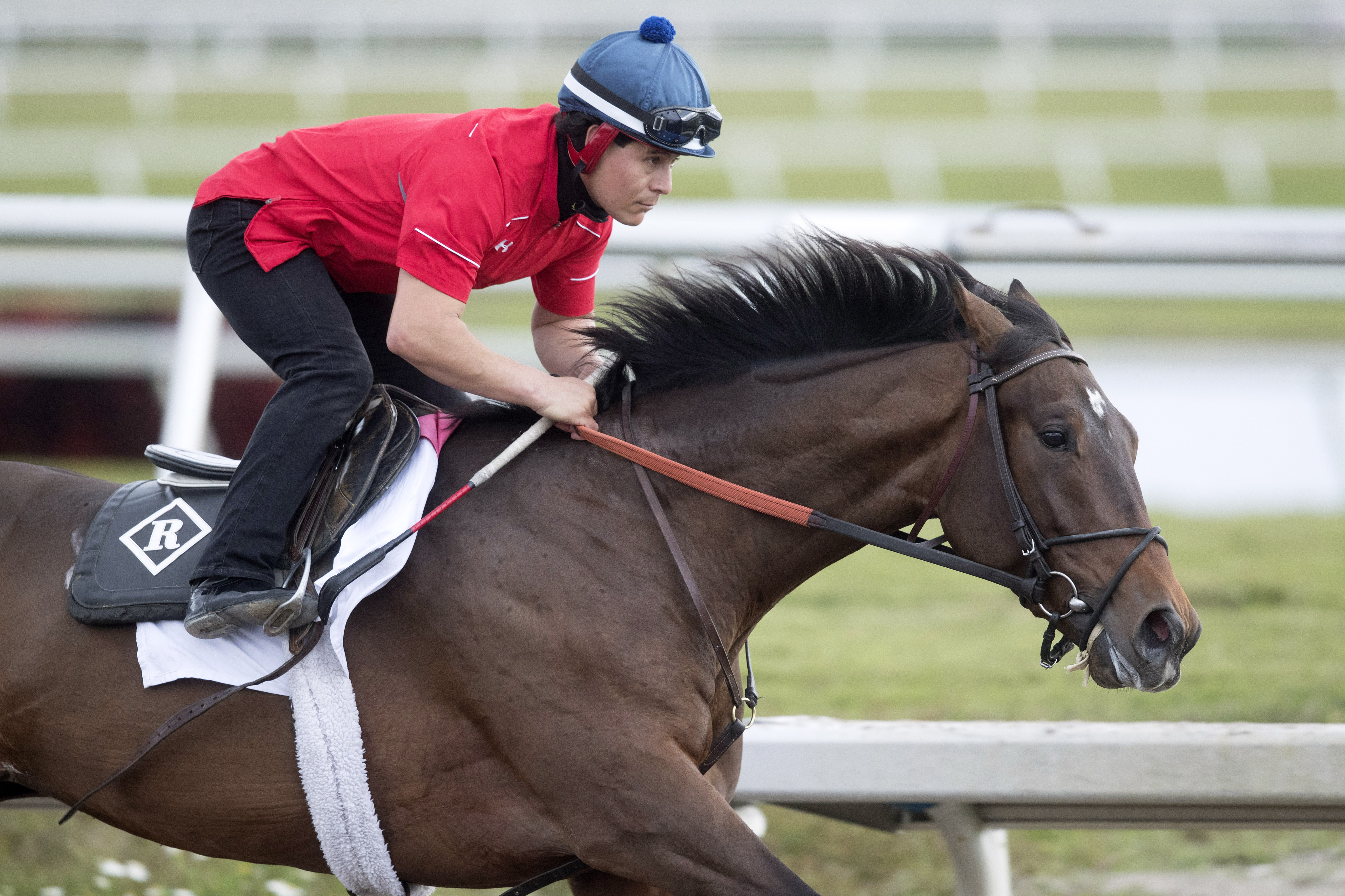 Tiz Mischief trains at Gulfstream on Jan. 20