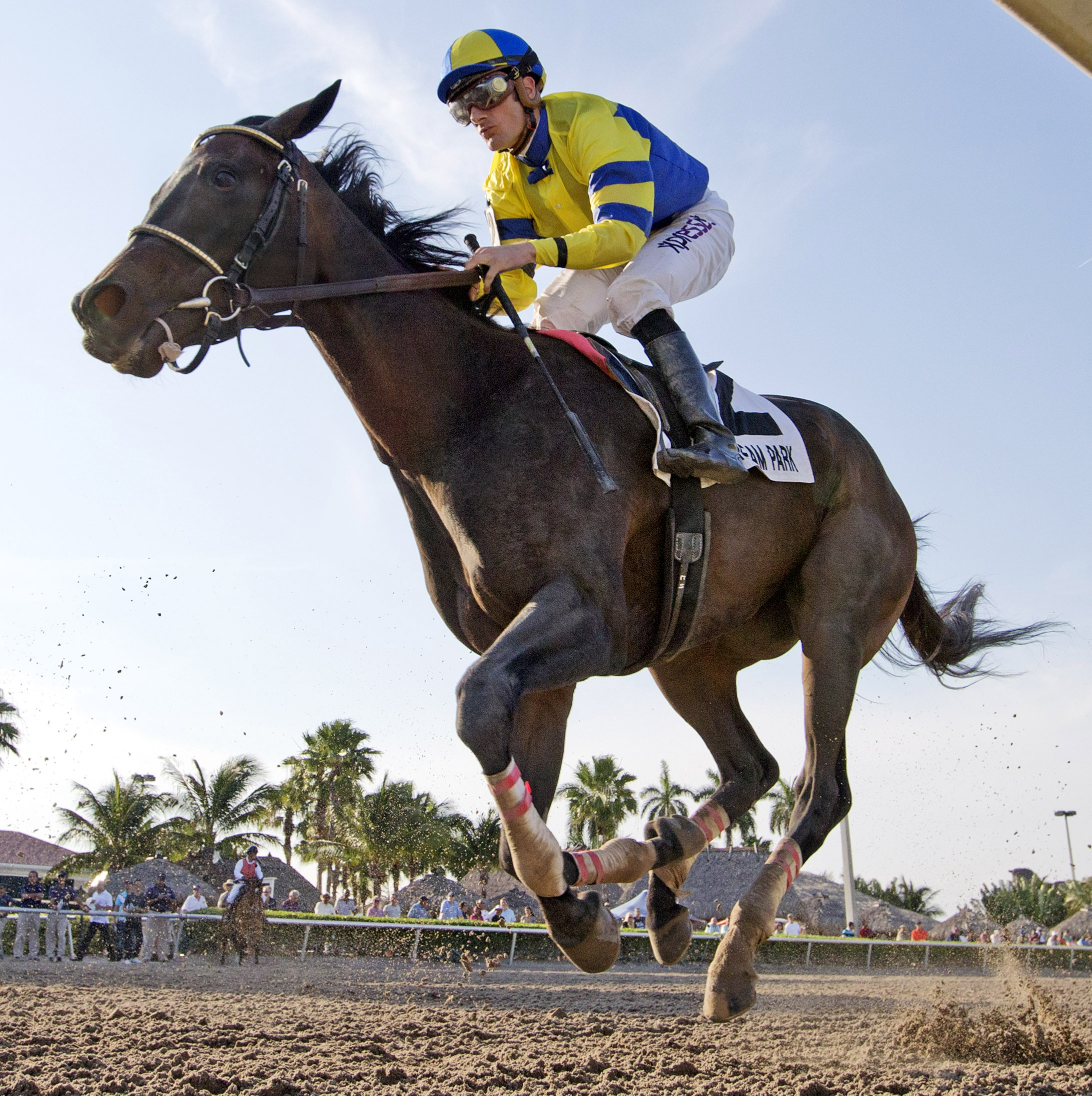 Tiz Windy finishes fifth in the Royal Delta