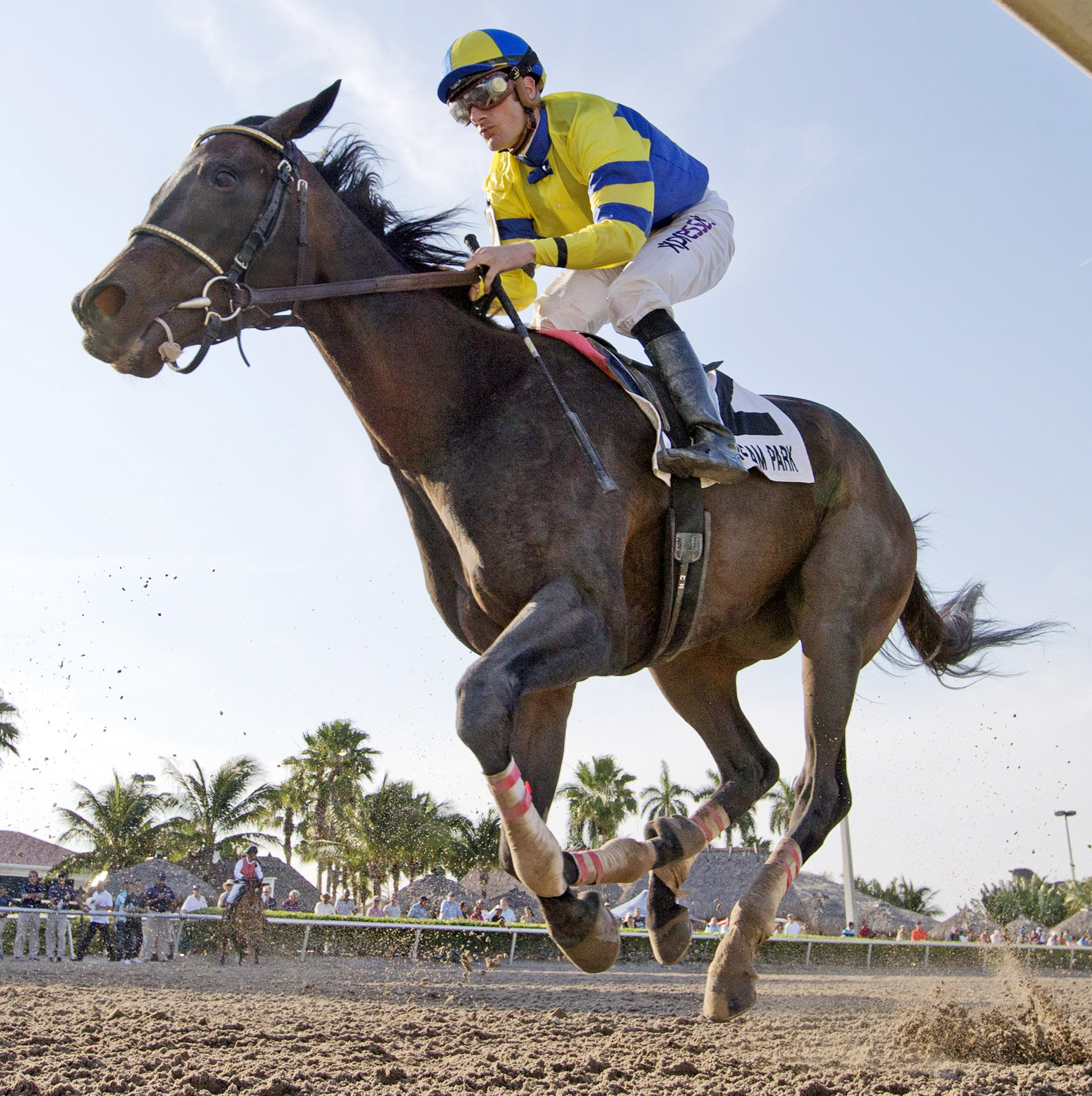 Tiz Windy finishes fifth in the Royal Delta