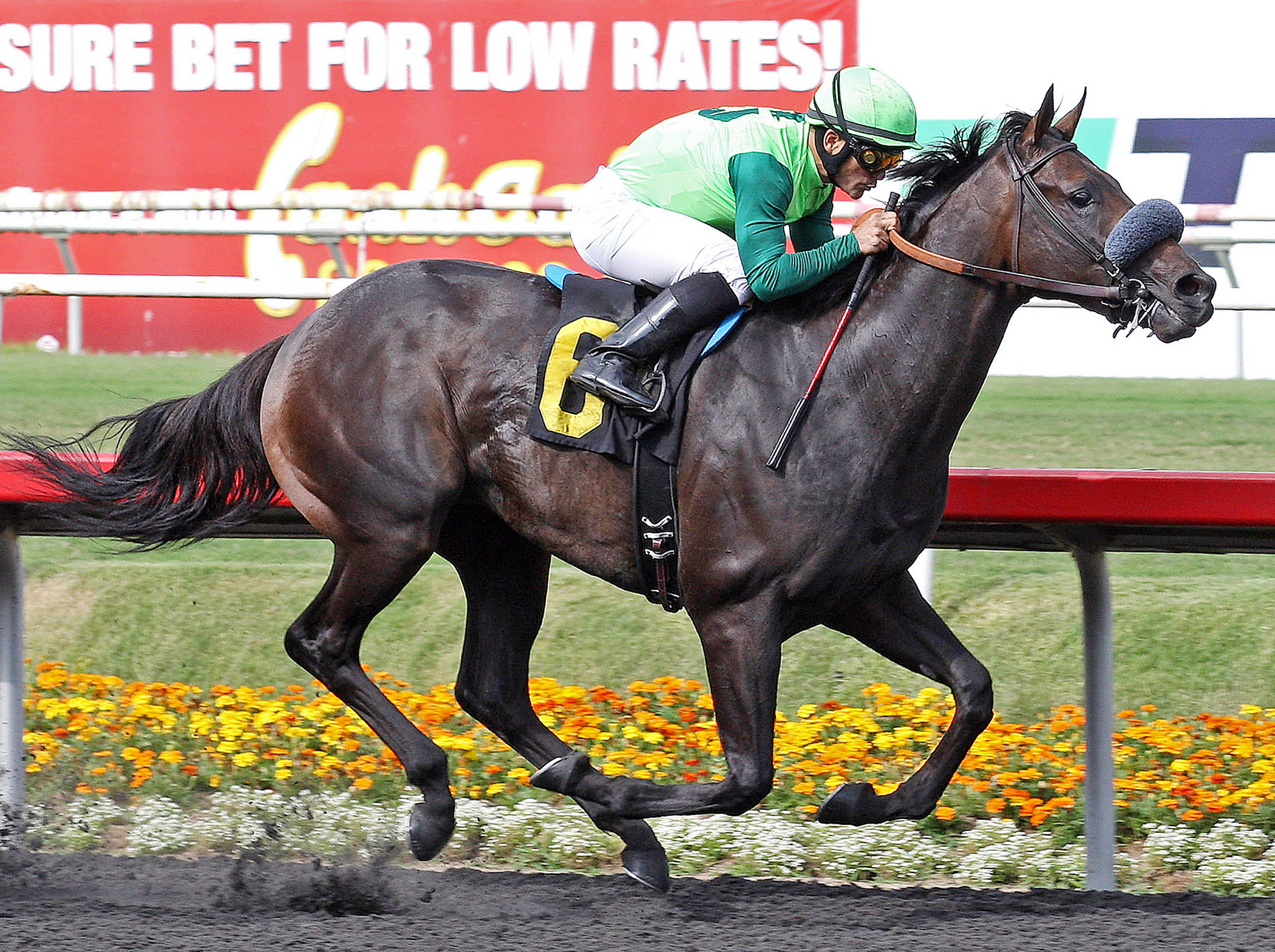 Tiz a Minister wins the Affirmed Handicap