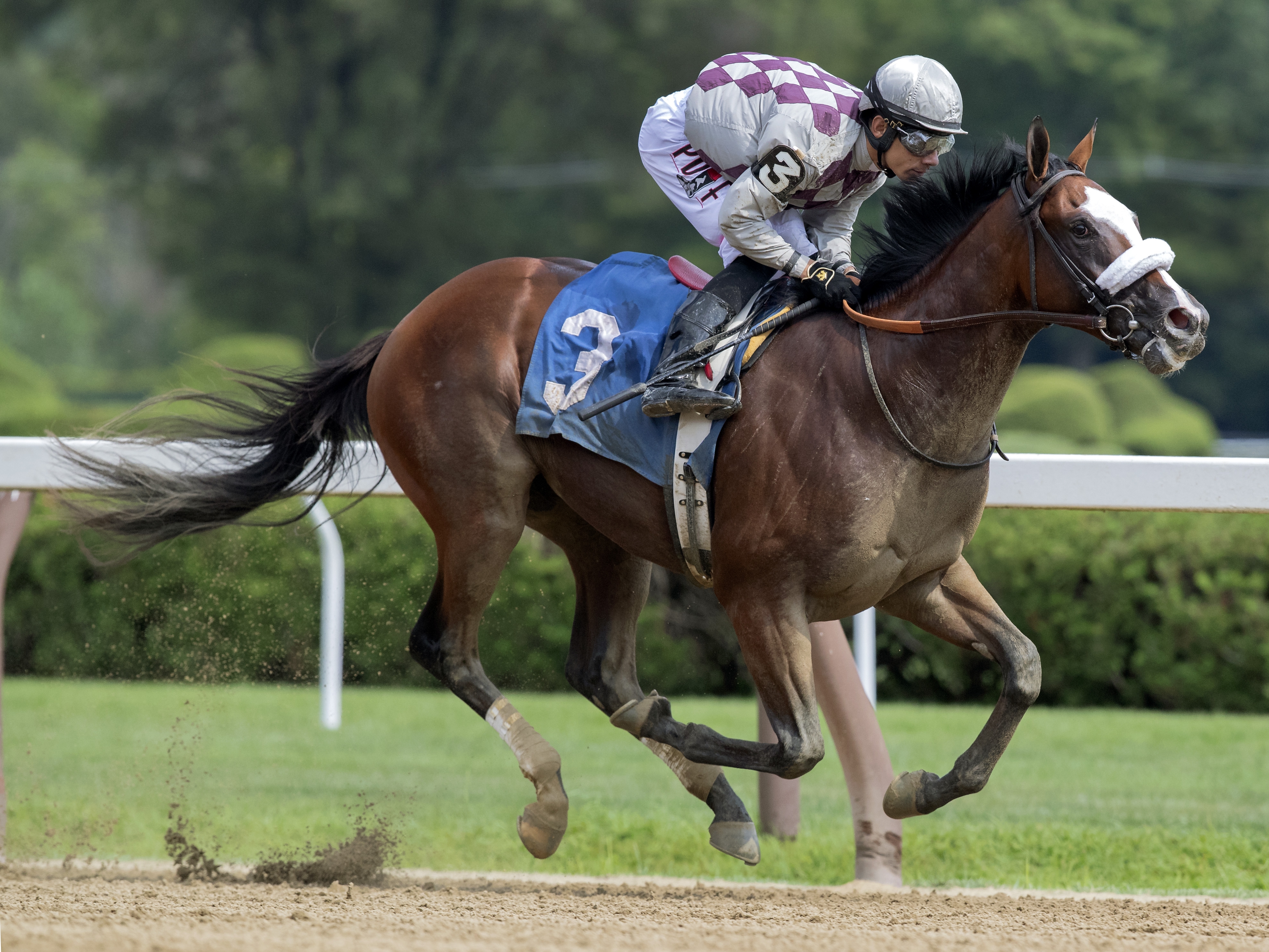 Tiz the Law wins a Saratoga maiden race on 8.8.19