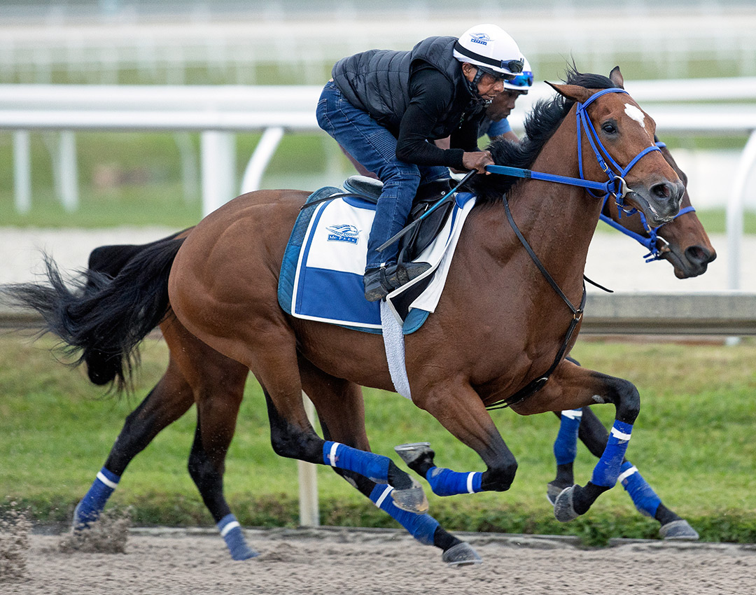 Tiz the Bomb trains at Gulfstream Park on Jan. 23