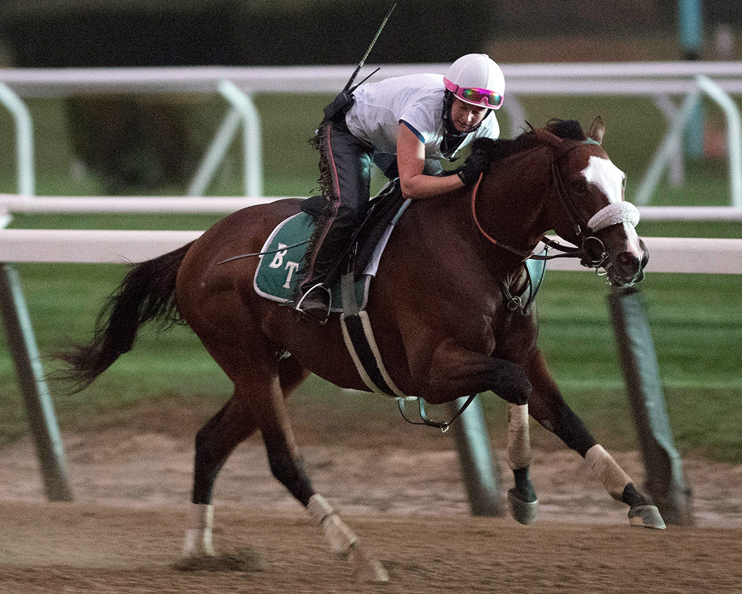 Tiz the Law trains at Belmont Park on Oct. 16