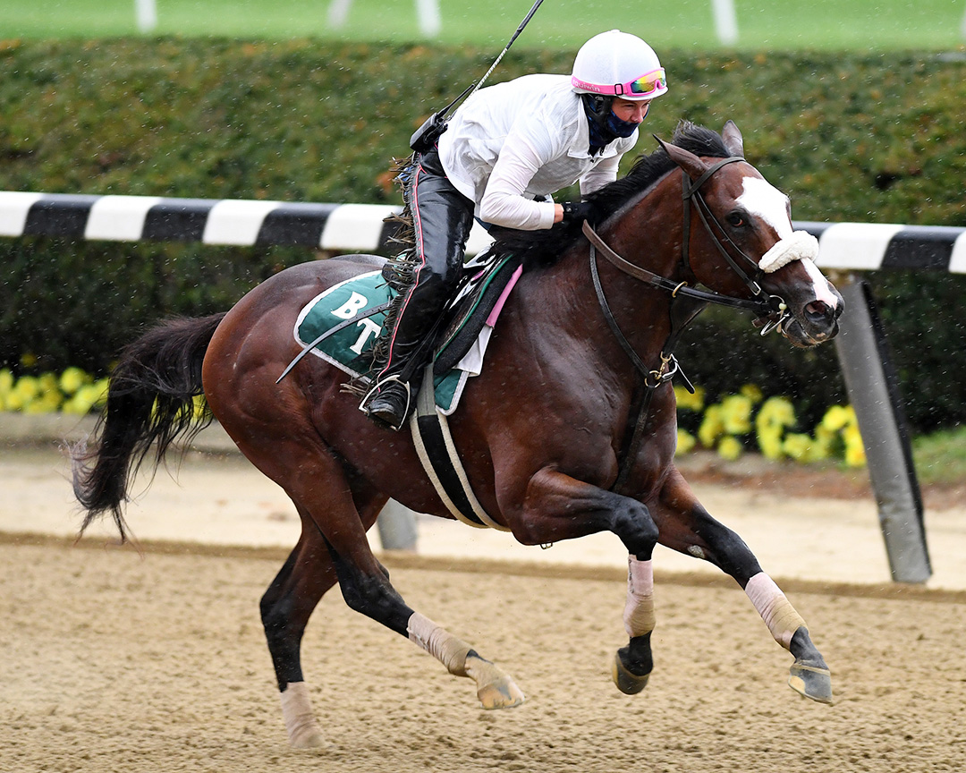 Tiz the Law trains at Belmont Park on Oct. 2