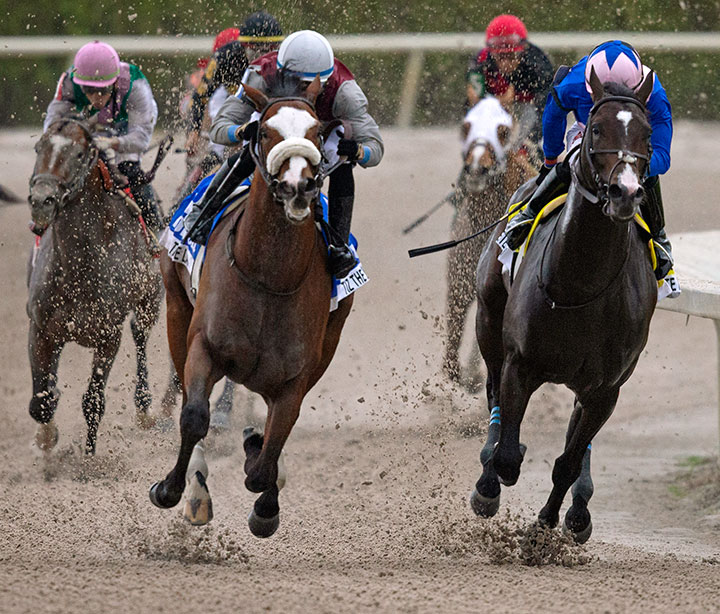 Tiz the Law (left) and Ete Indien enter the stretch of the Holy Bull at Gulfstream Park