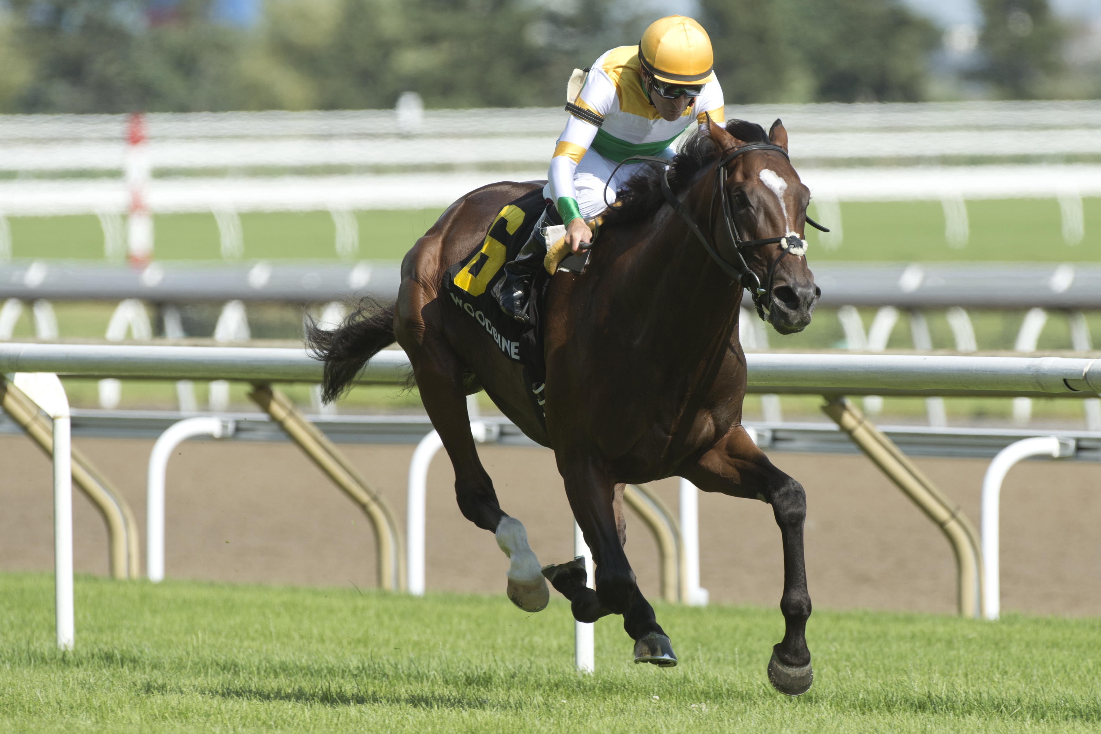 Tiz a Slam wins the 2019 Nijinsky Stakes
