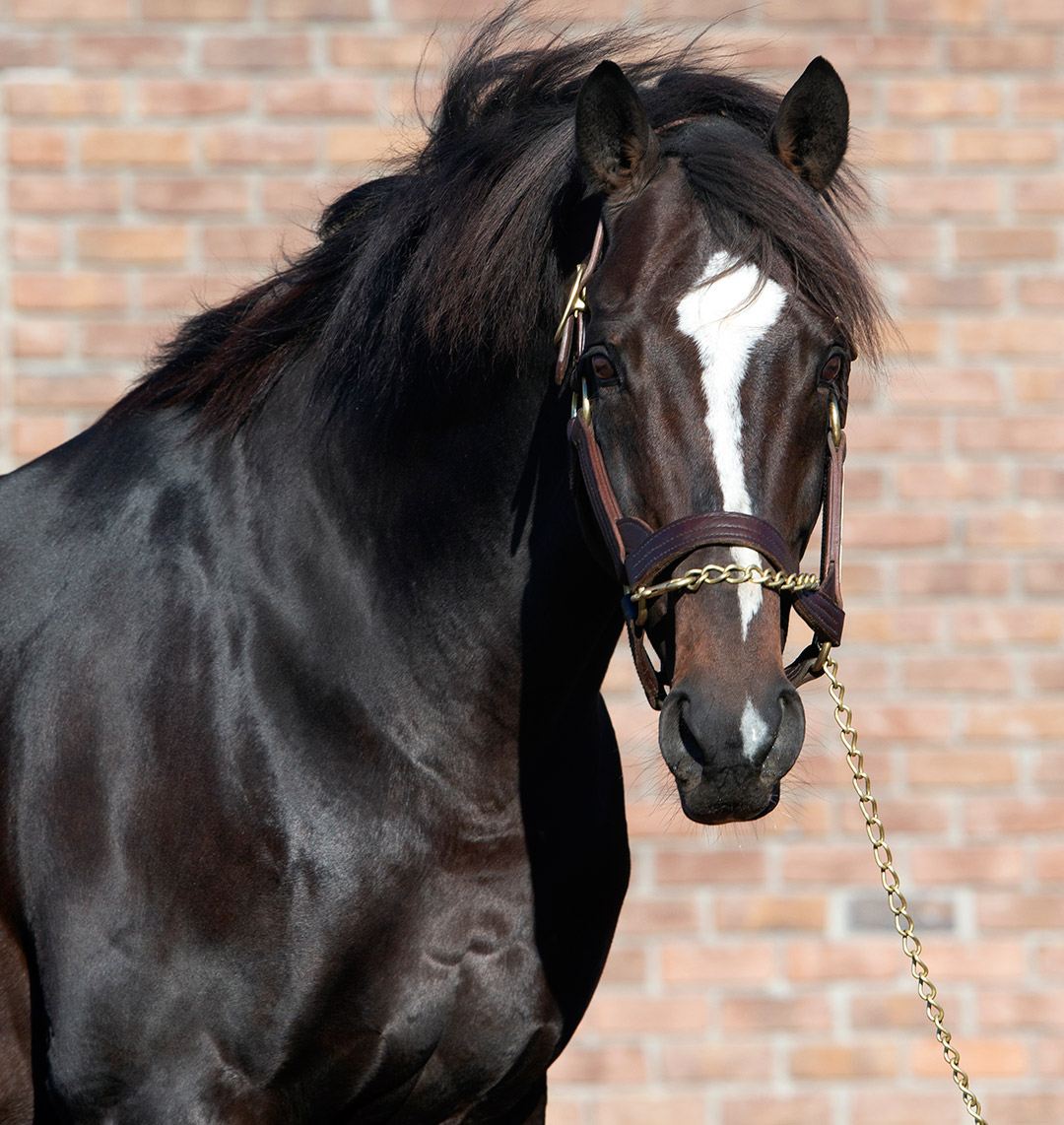 Two-time Breeders' Cup Classic winner Tiznow, age 23, pensioned from stud