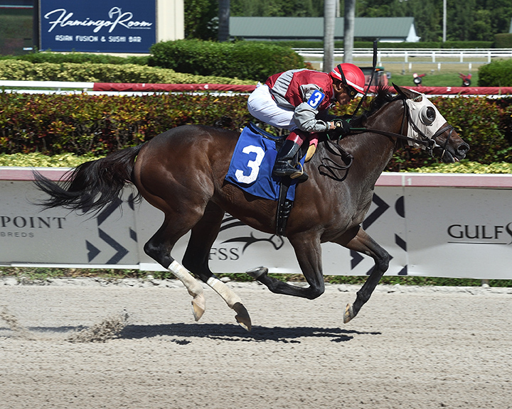 To Dare wins a Sept. 25 starter allowance at Gulfstream Park