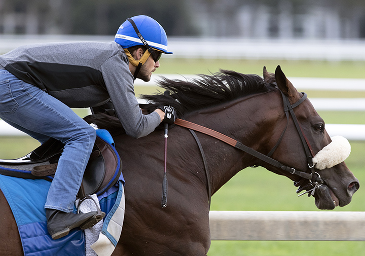 Tom's d'Etat trains at Saratoga Race Course on Aug. 25