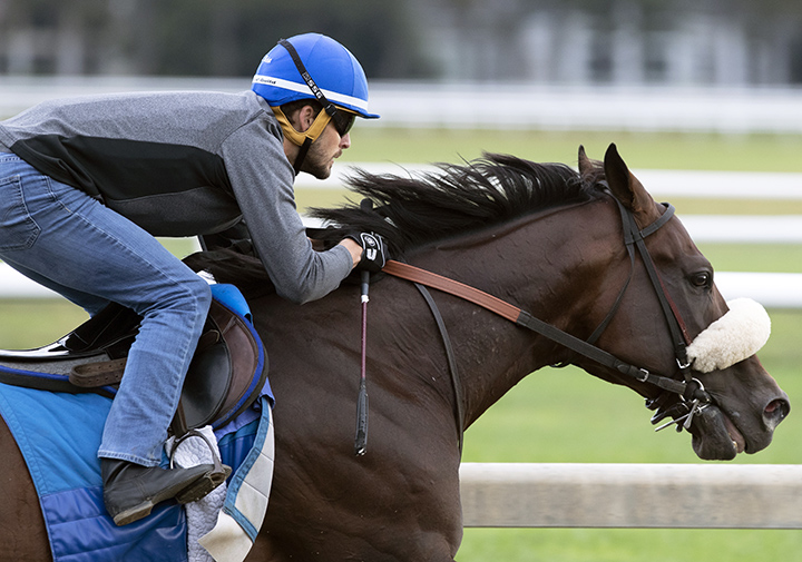 Tom-s d-Etat trains at Saratoga Race Course on Aug. 25