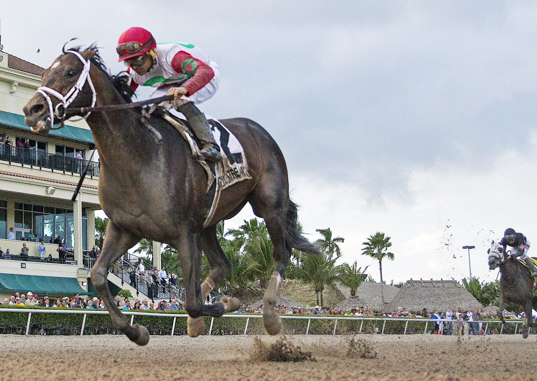 Tommy Macho wins the 2017 Hal-s Hope