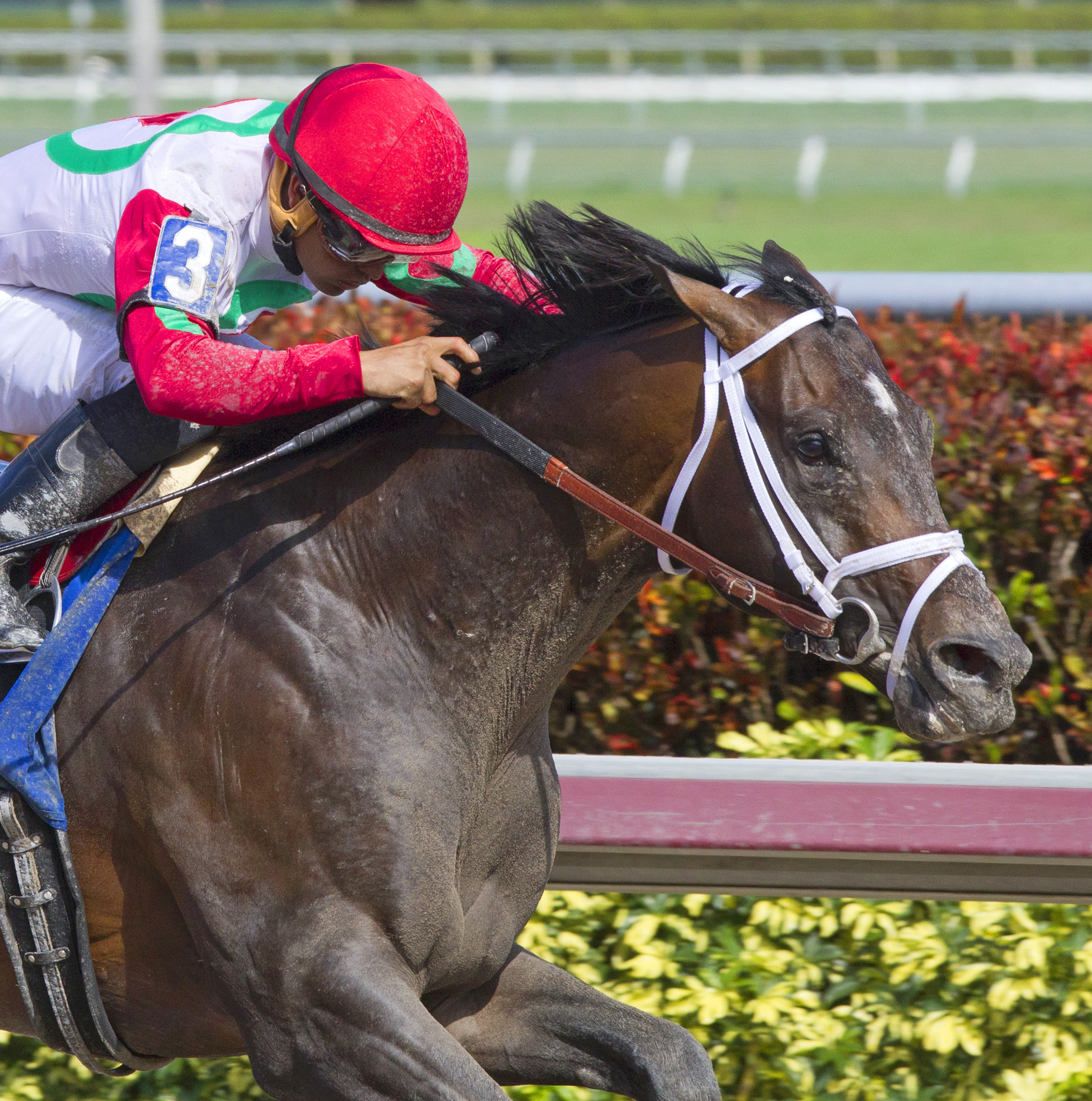 Tommy Macho wins the Fred Hooper