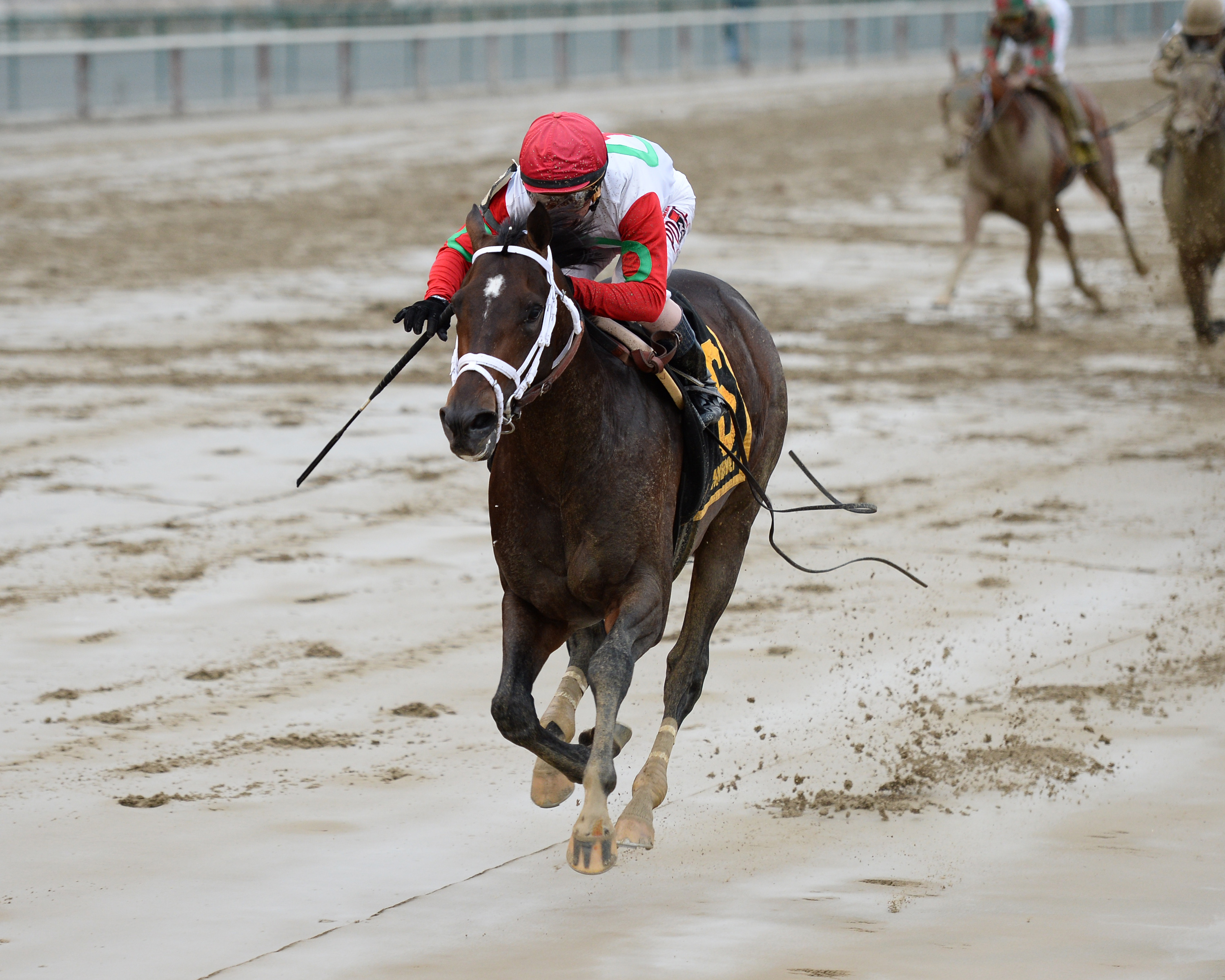 Tommy Macho 11-11-2015