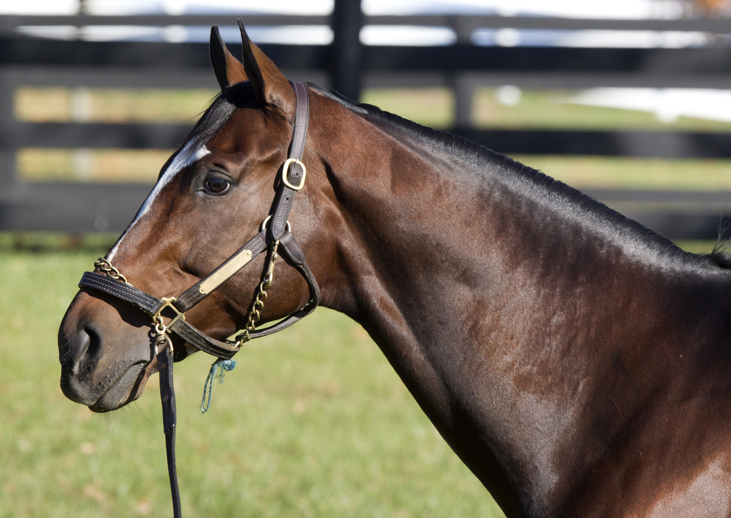 Tonalist in 2015