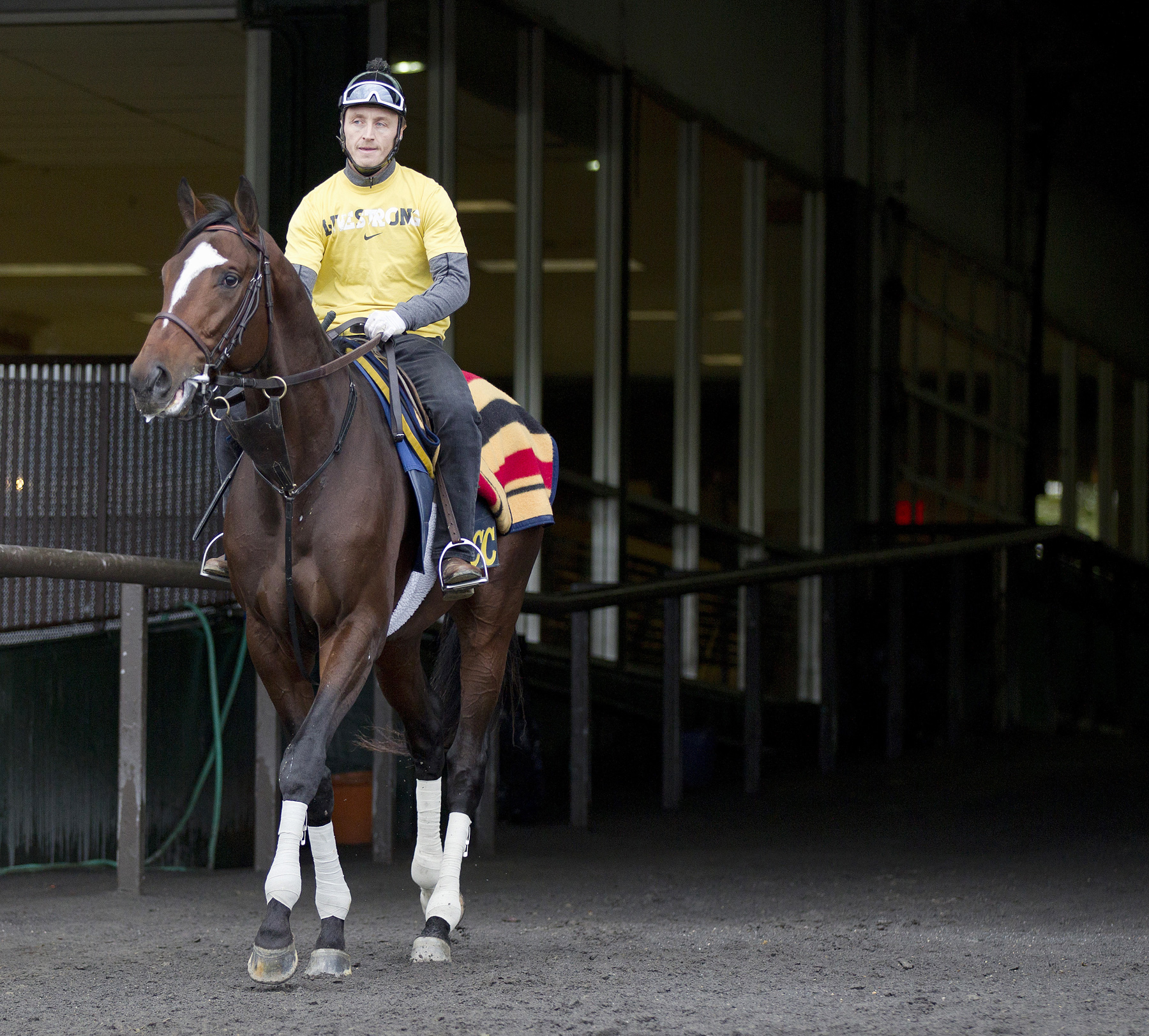 Tonalist at Belmont Park in October 2014