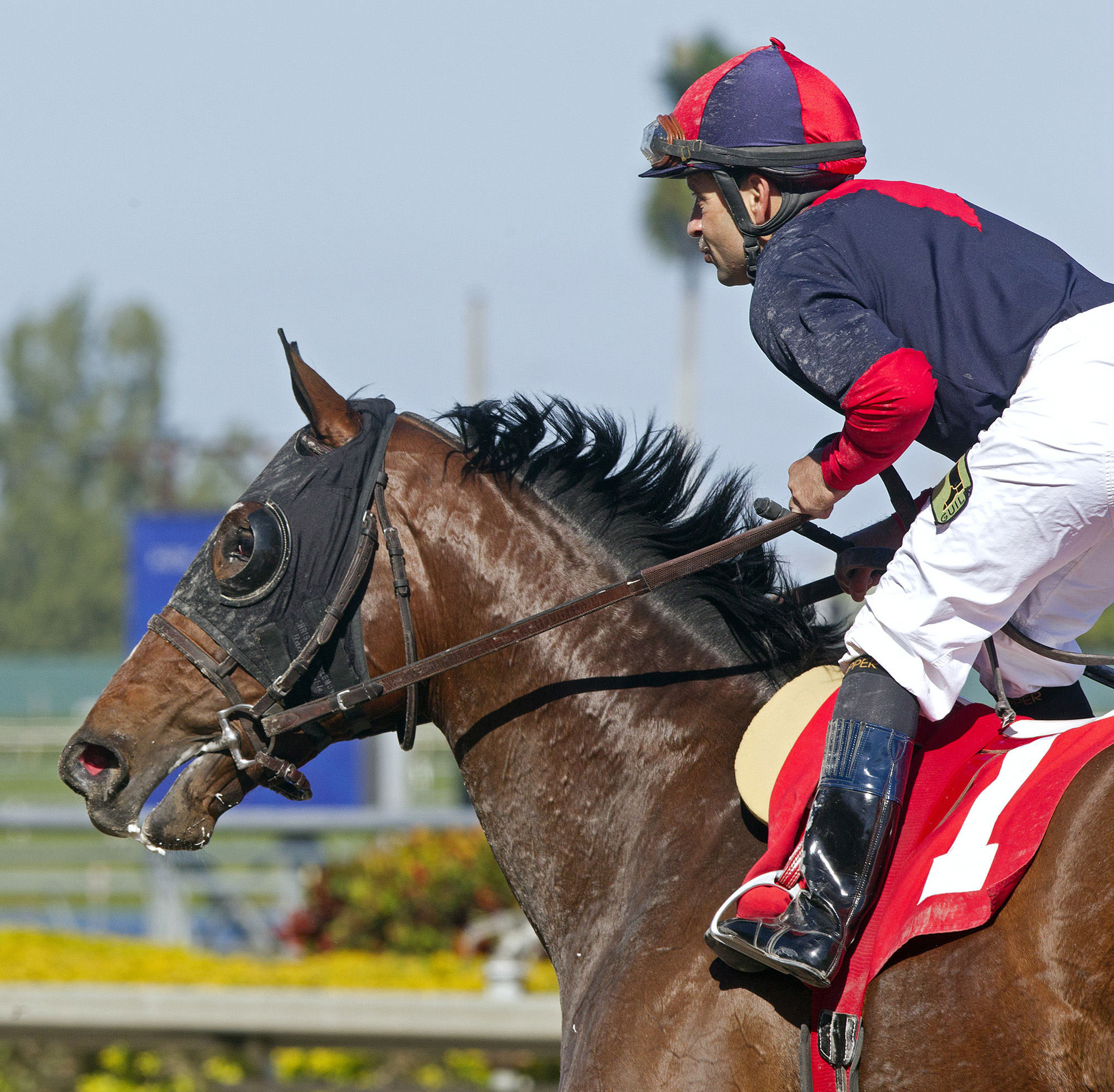 Tonalist after winning a maiden race