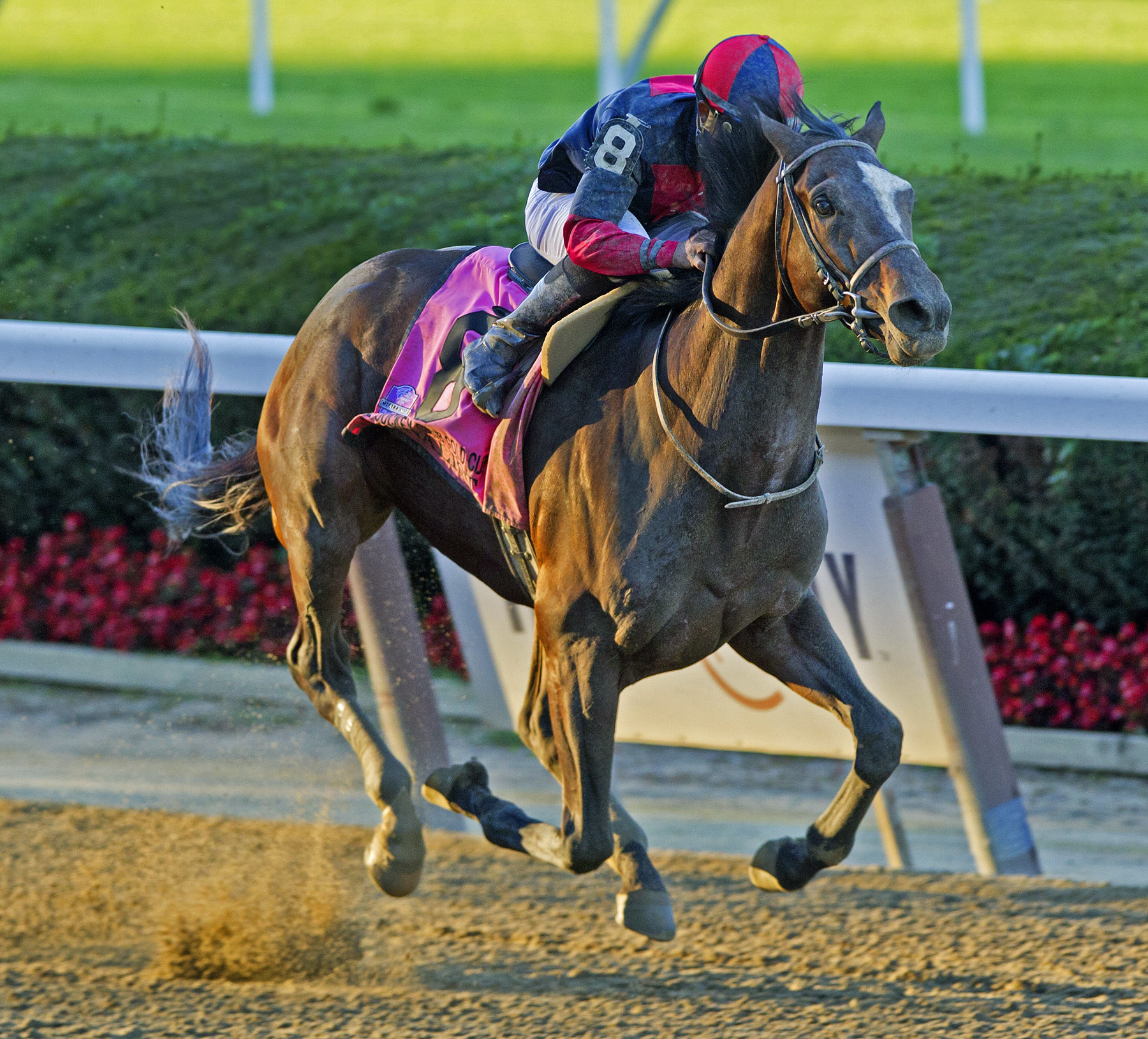 Tonalist wins the Jockey Club Gold Cup