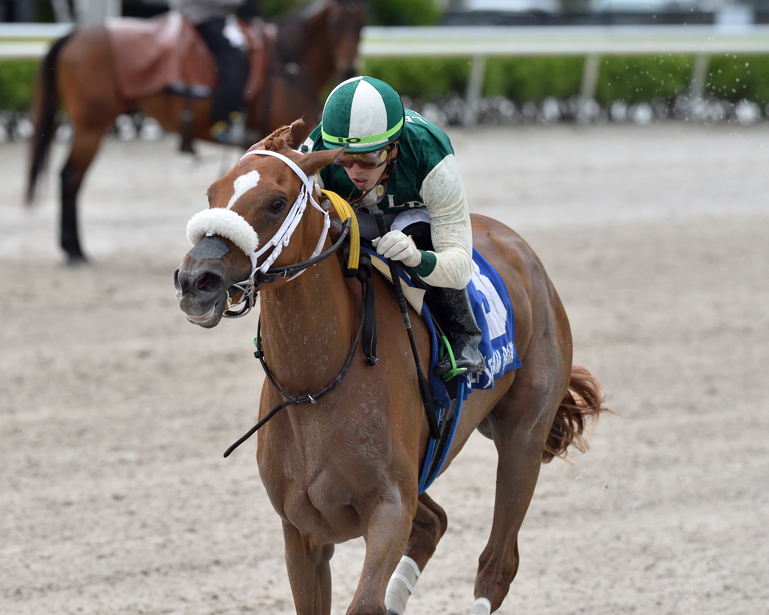 Tonalist's Shape.Hollywood Wildcat.Ryan Thompson. 5-15-2020