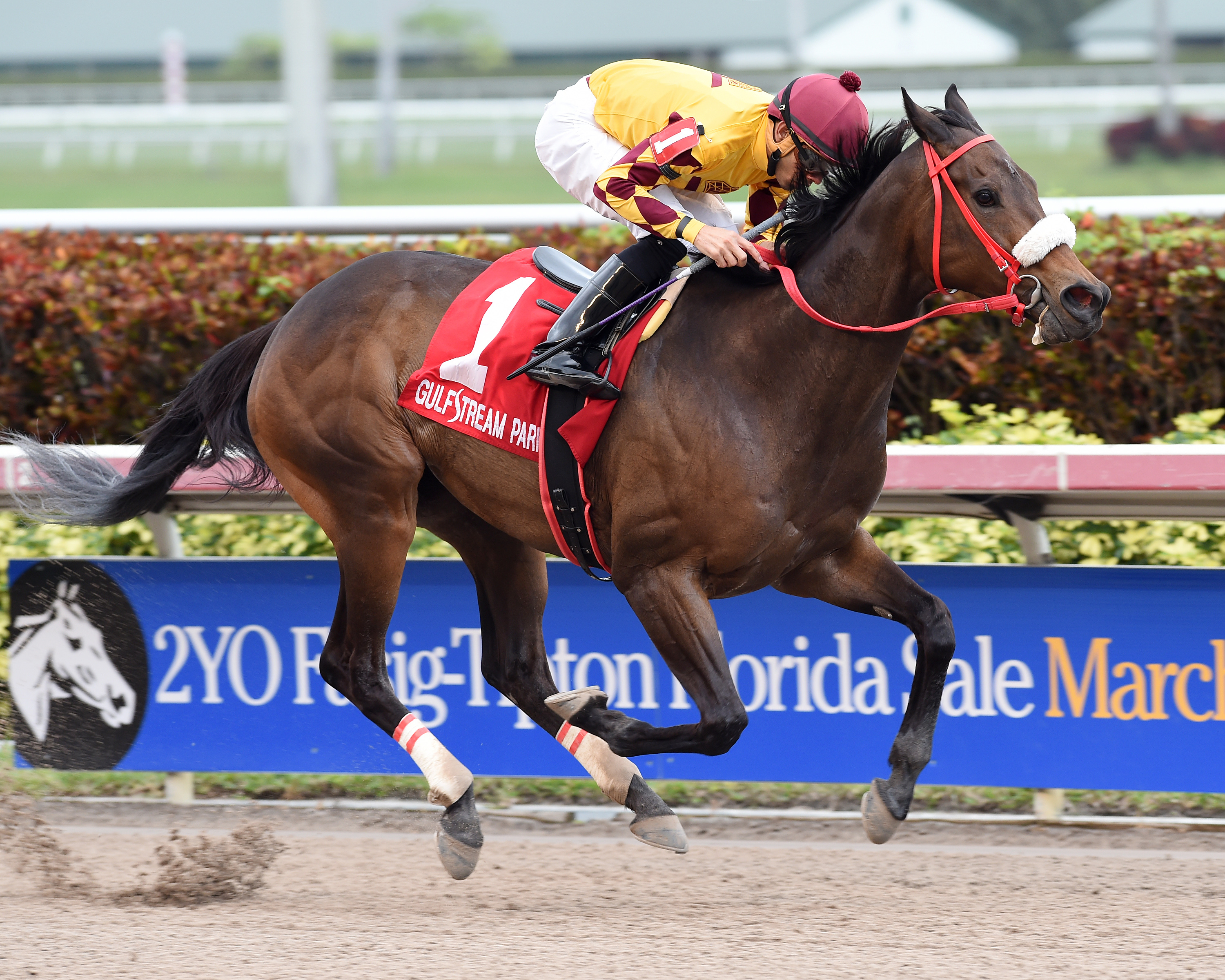 Too Clever by Half wins the Lady Bird Stakes