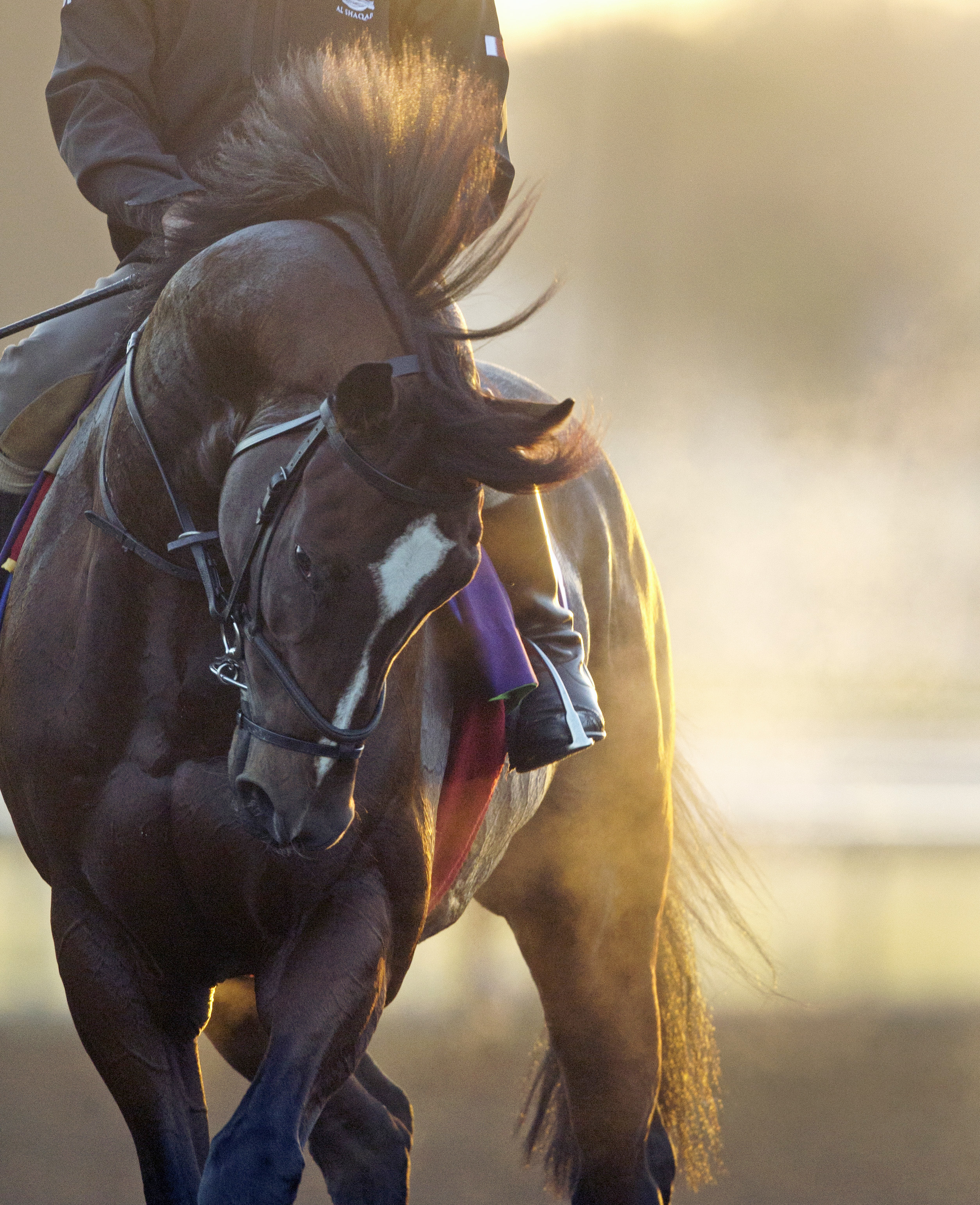 Toronado at Santa Anita