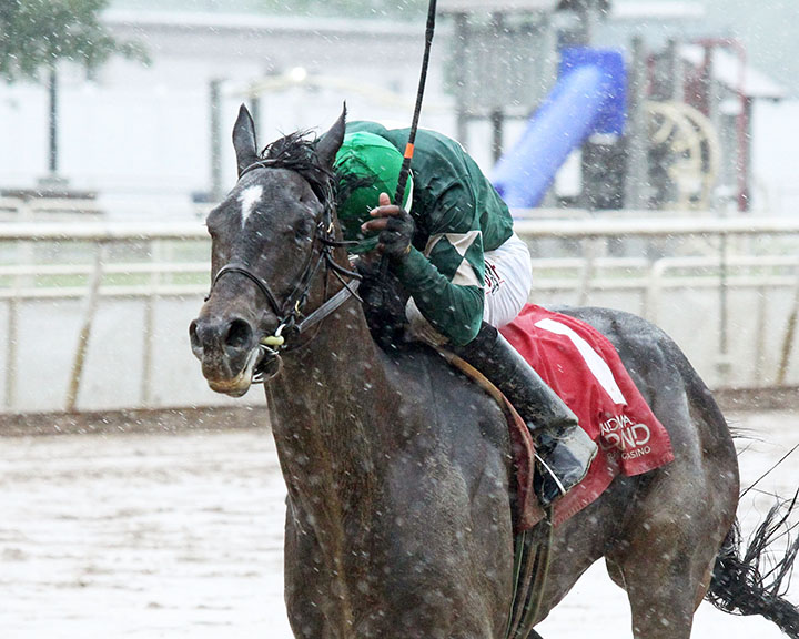 Toss of Fate wins the 2019 Hoosier Breeders Sophomore Stakes at Indiana Grand