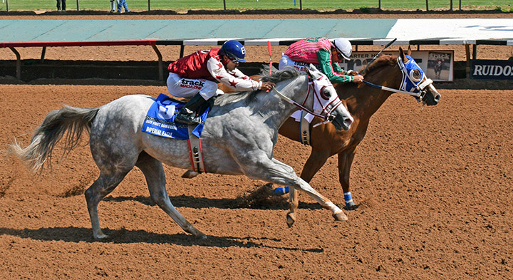 Tough to Bee (inside) wins the 2017 First Down Dash Quarterhorse Stakes at Ruidoso Downs