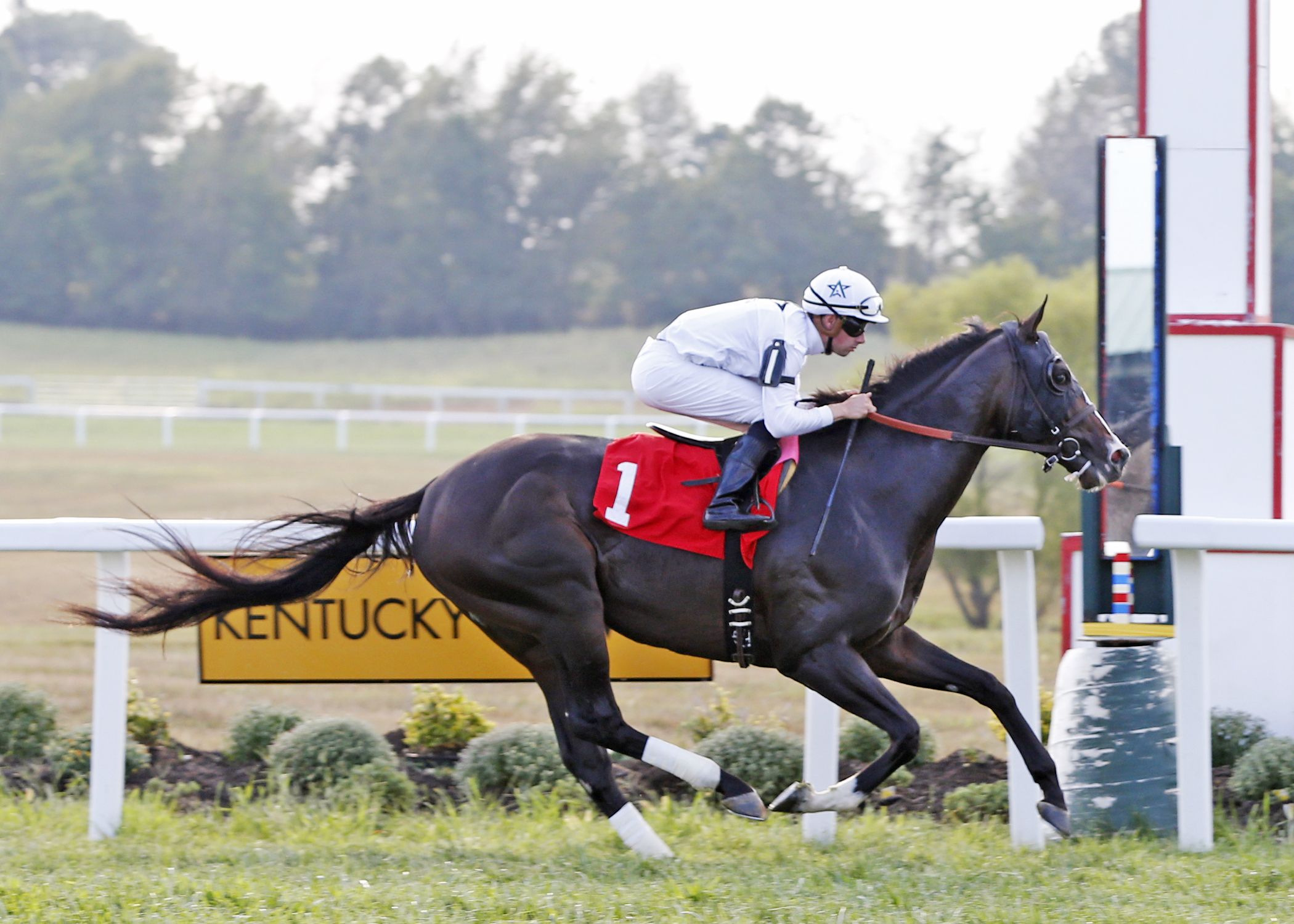 Tourist wins the More Than Ready Mile