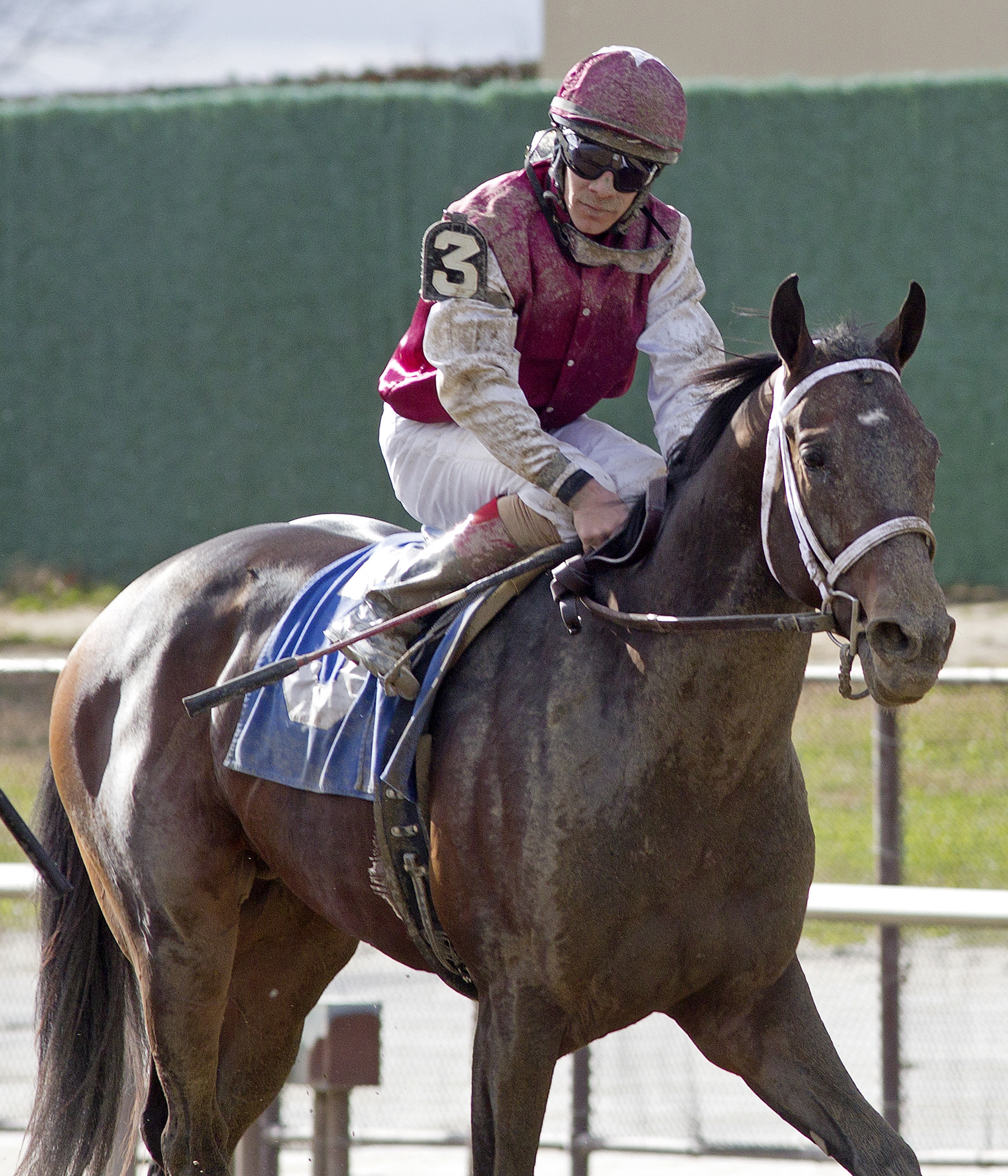Transparent - Aqueduct maiden race, 11/24/12