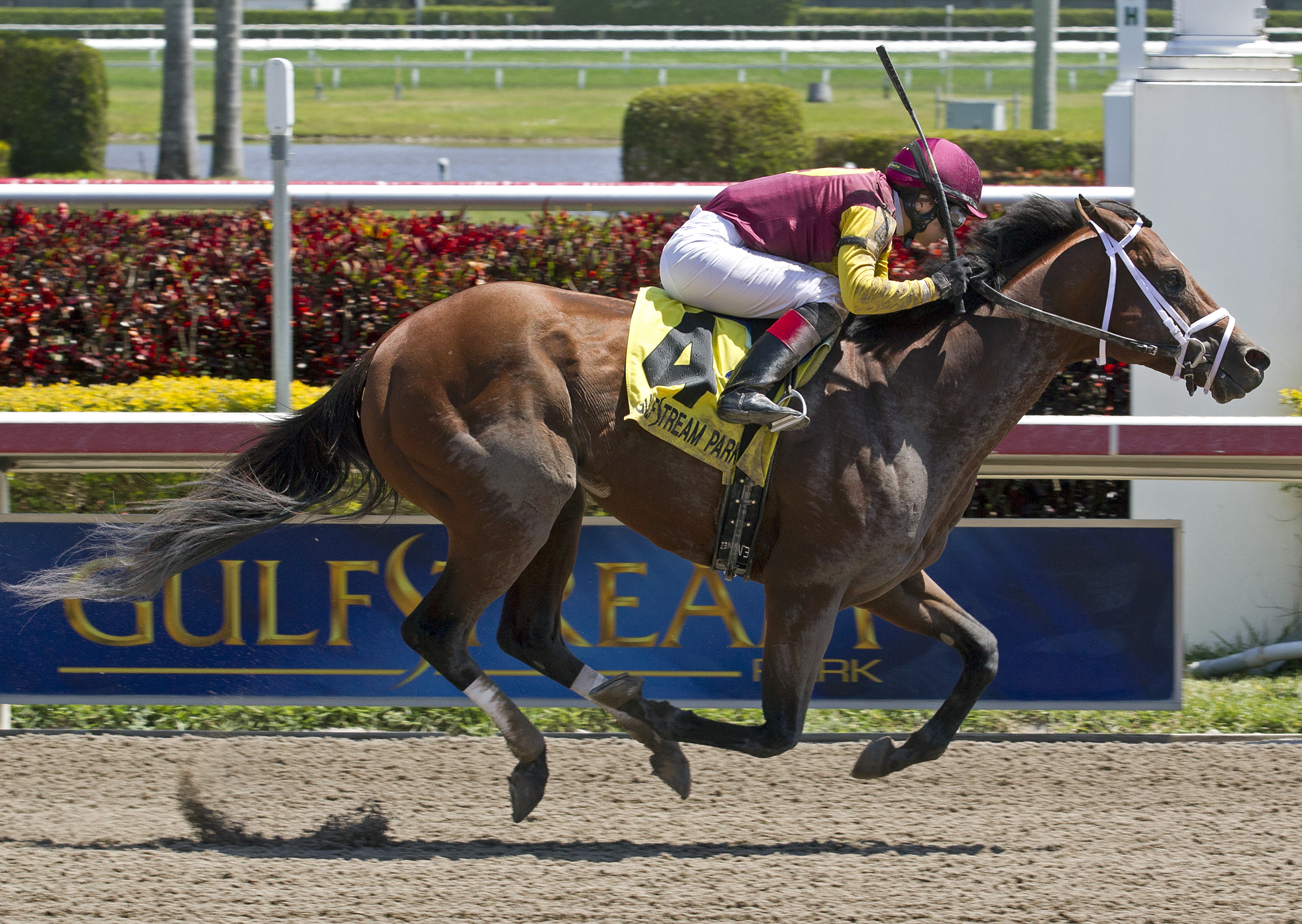 Travelin Man, Sir Shackleton Stakes