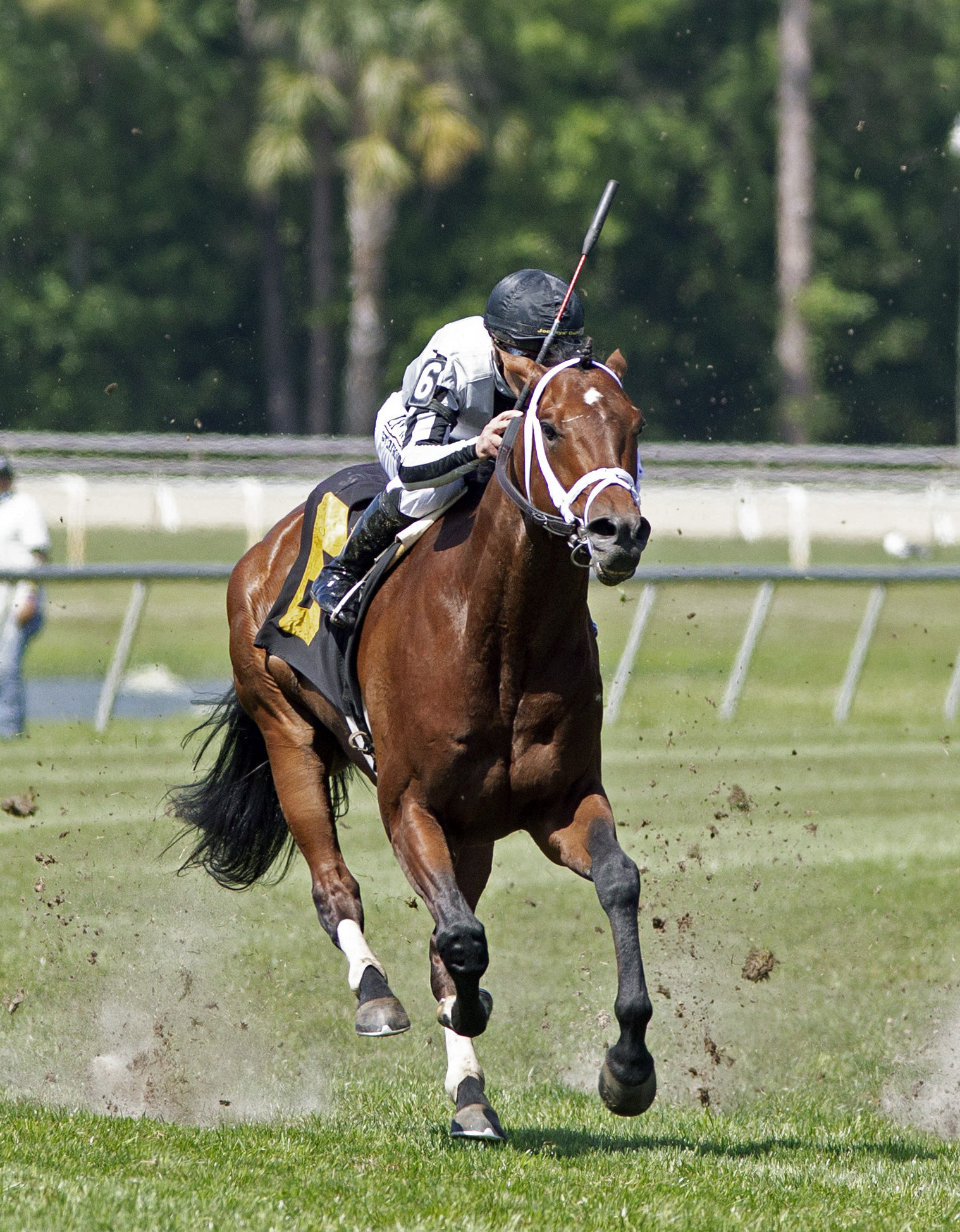 Treasure King - Sophomore Turf S. 2022