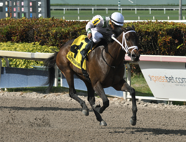 Trenchtown Cat wins the 2019 Ana T Stakes