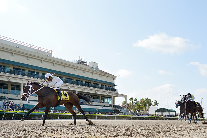 Trenchtown Cat wins the 2019 Ana T Stakes at Gulfstream