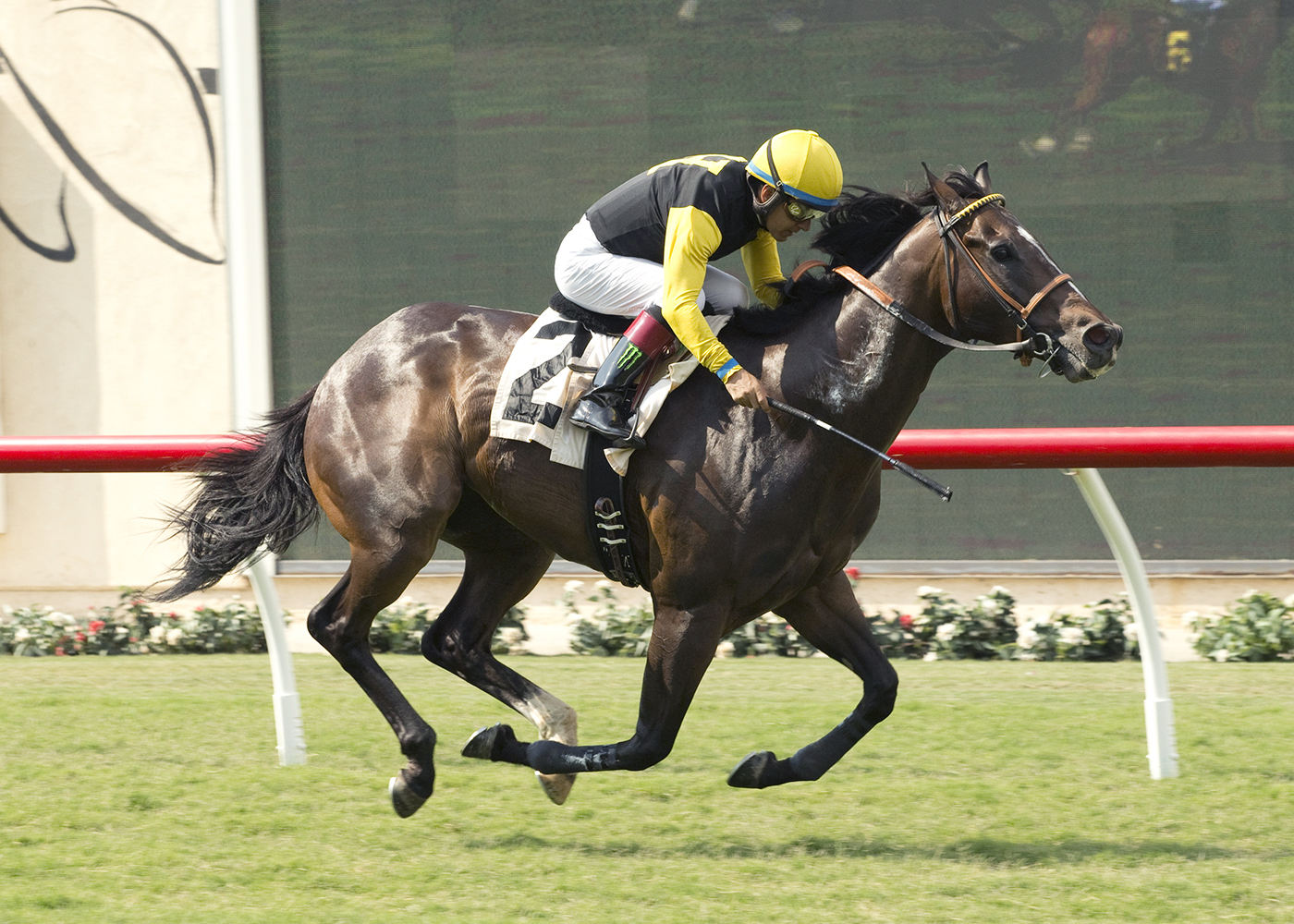 Tribalist wins a July 30, 2016, allowance race