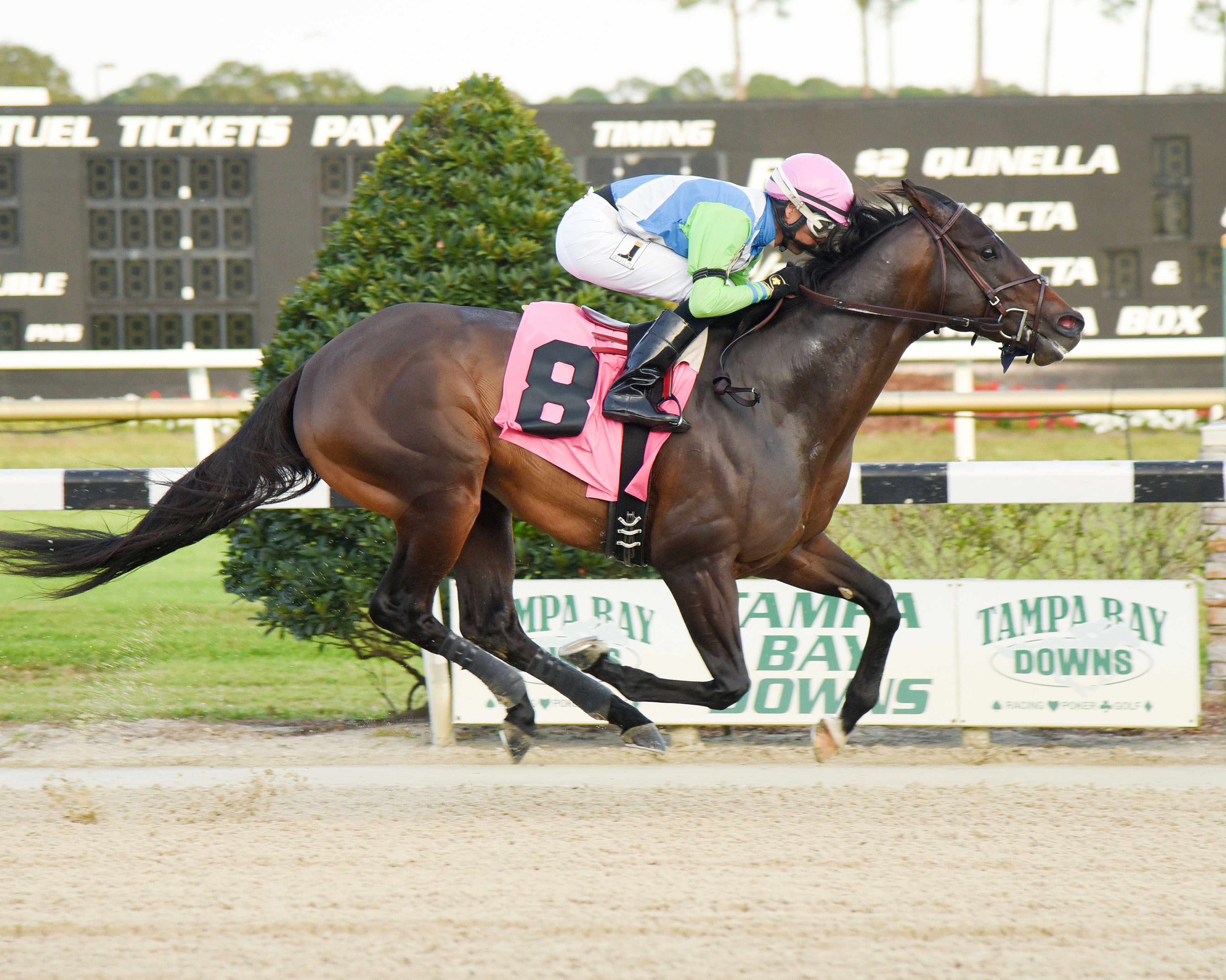 Tricks to Doo wins the 2017 Inaugural Stakes