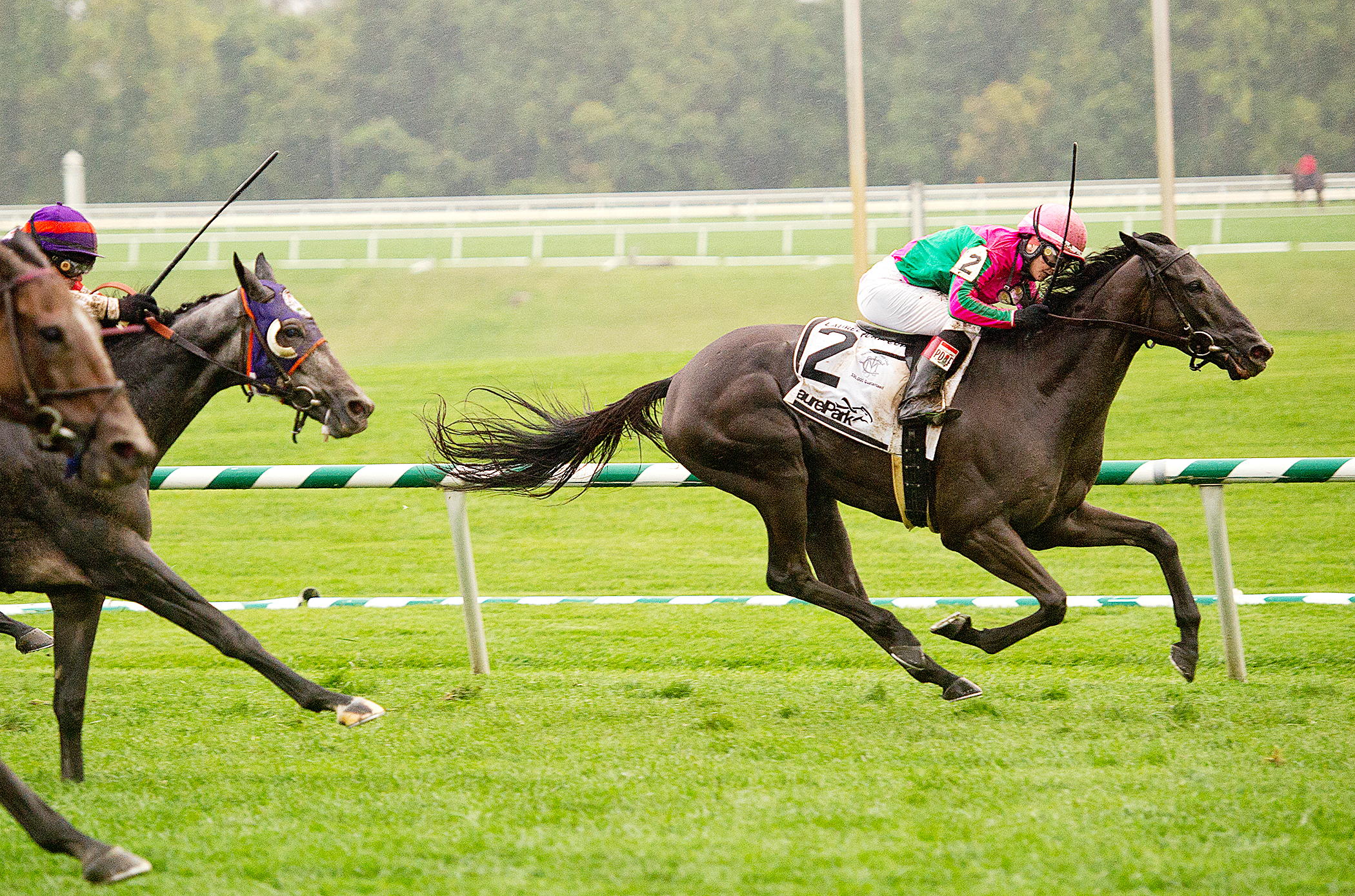 Tricky Hat wins the 2013 Laurel Turf Cup