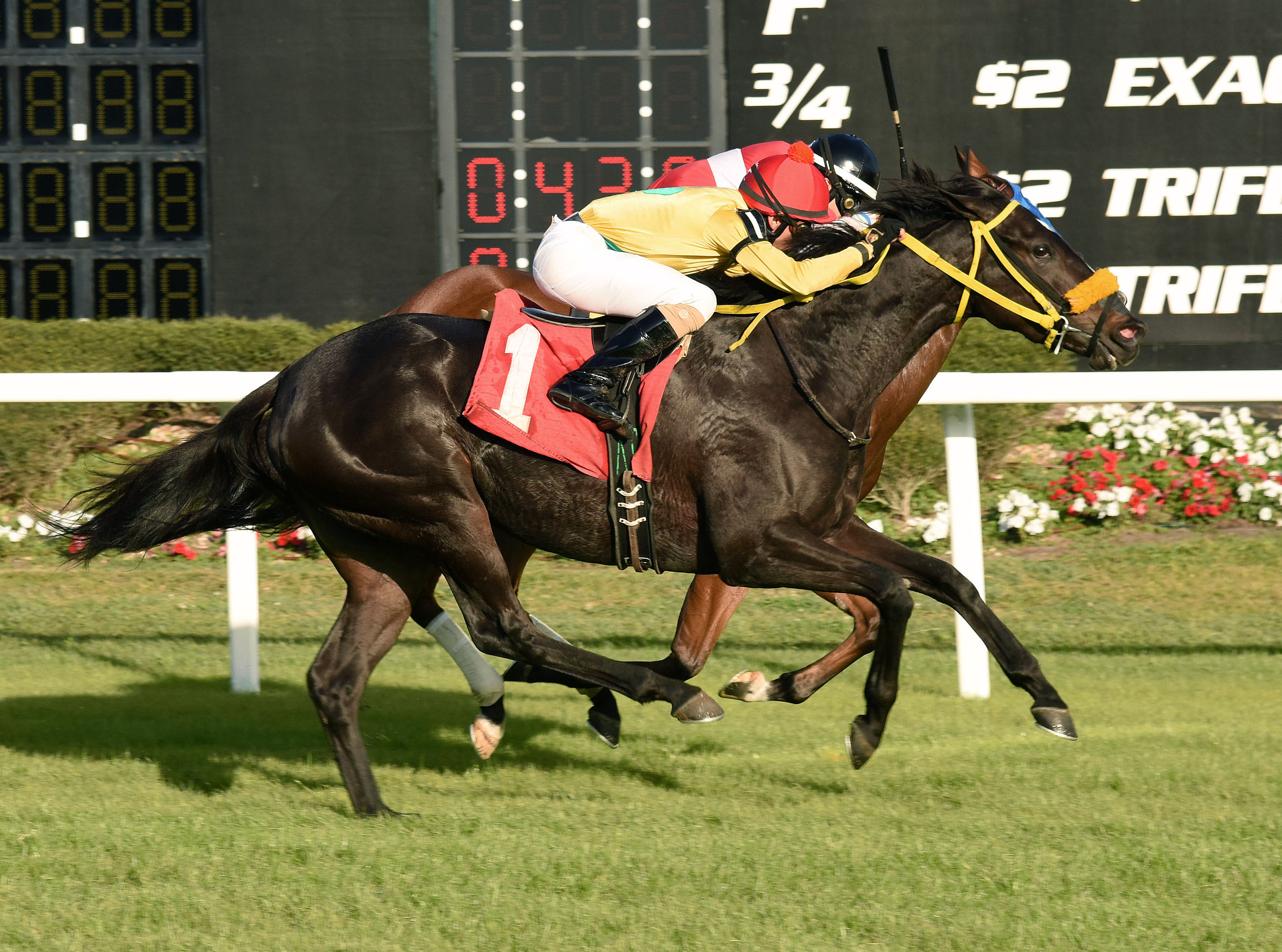 Triple Chelsea wins the Lightning City Stakes