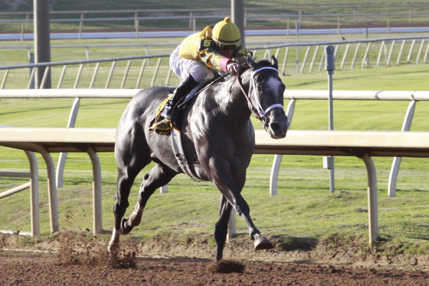 Triumph and Song, Premiere Stakes