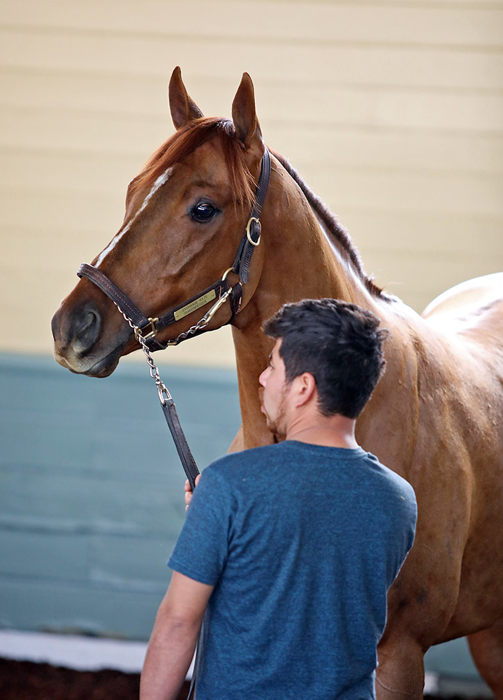 Tromador at Santa Anita on Jan. 18