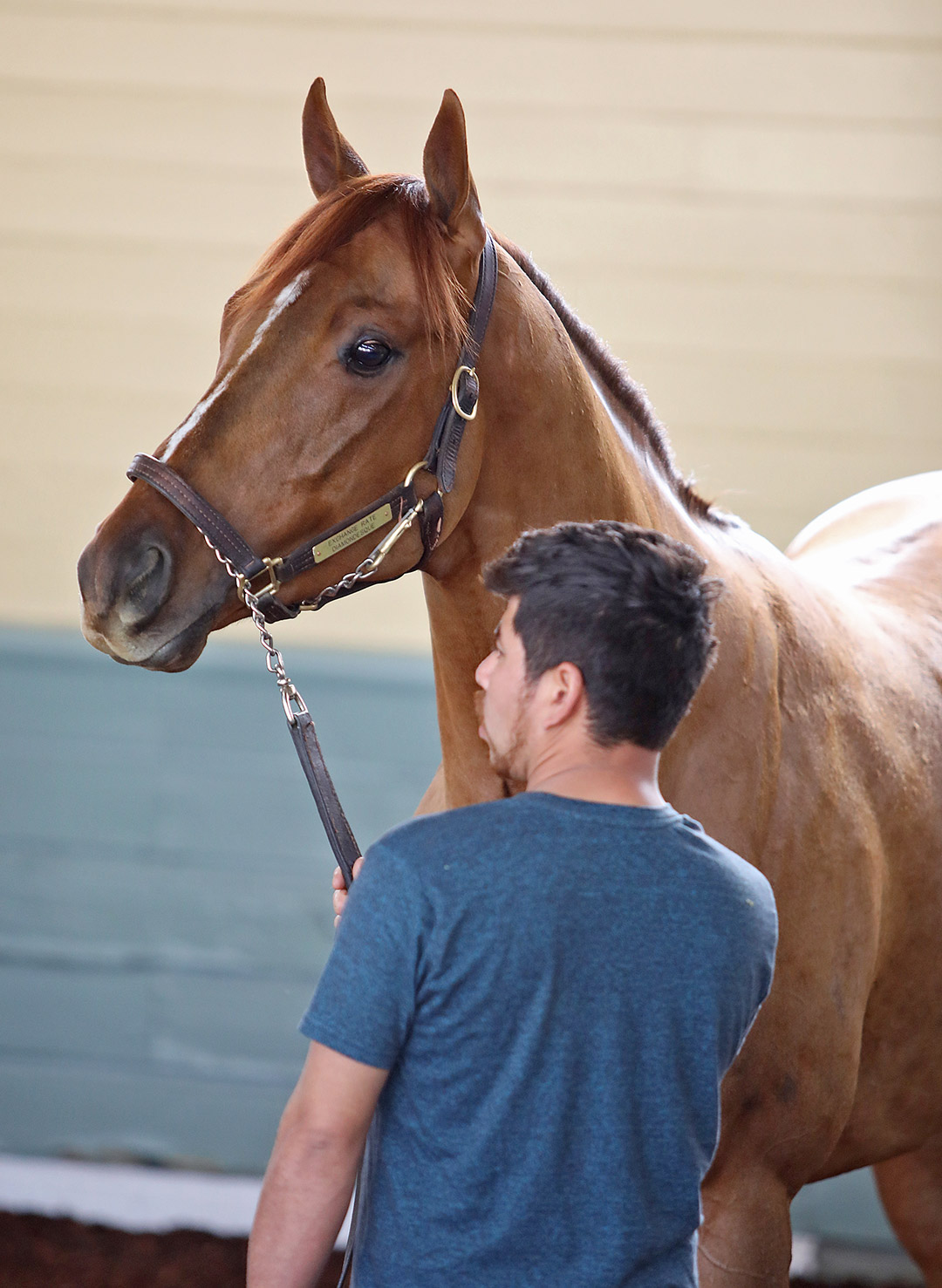 Tromador at Santa Anita Park in January 2020