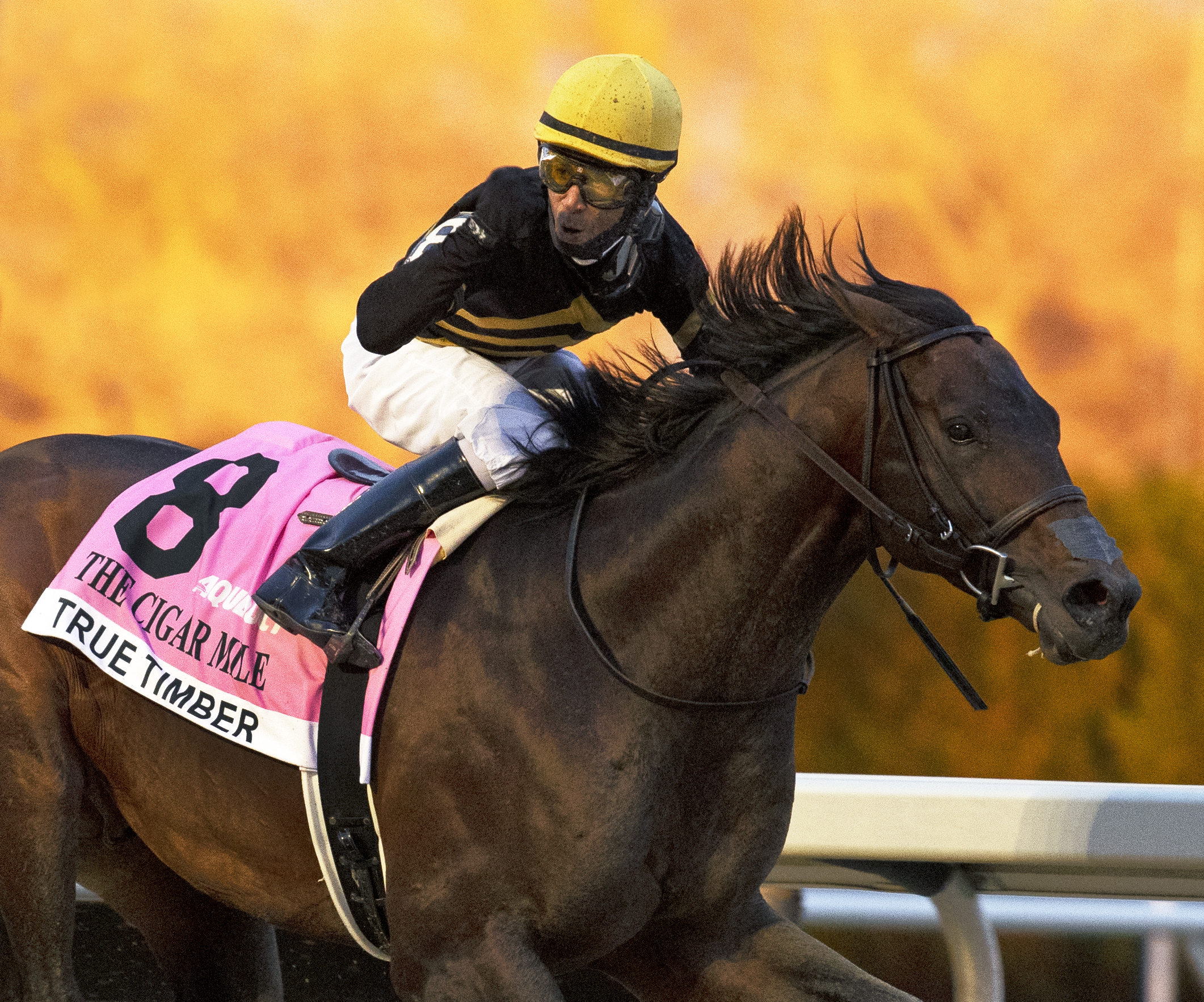 True Timber wins the Cigar Mile 12-5-2020