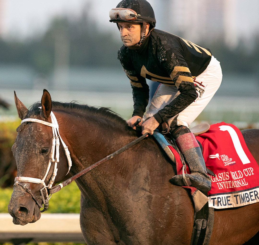 True Timber at the Pegasus World Cup at Gulfstream Park