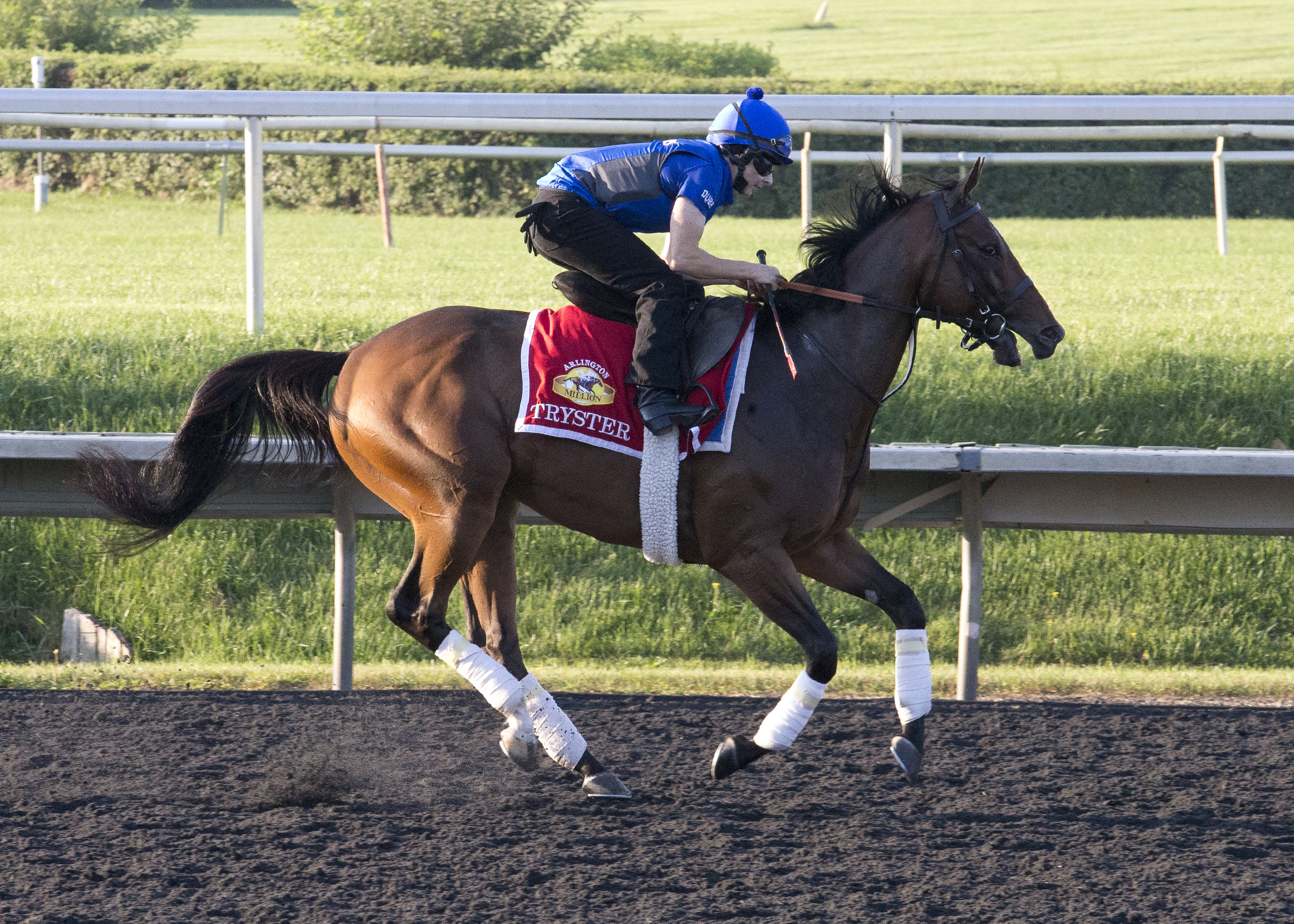 Tryster trains at Arlington Park on Aug. 10