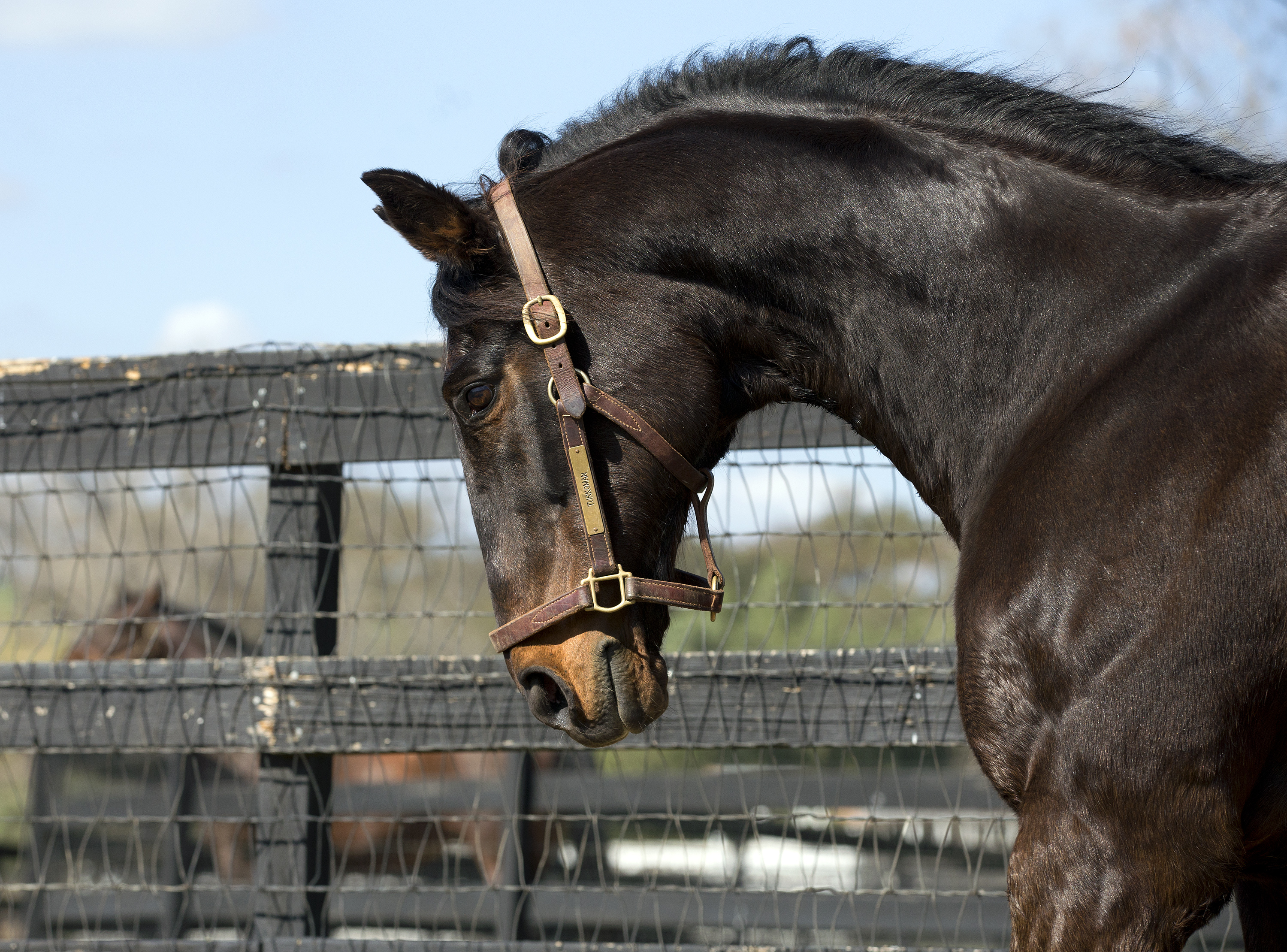 Turkoman at E.A. Ranches in 2013