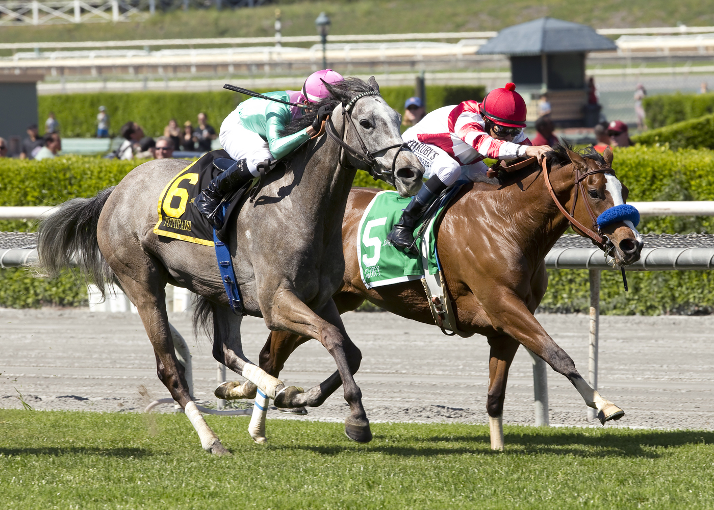 Tuttipaesi wins the Santa Ana Stakes