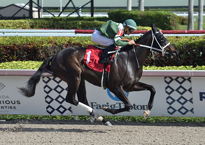 Tweet Away Robin wins a Jan. 24 maiden race at Gulfstream Park