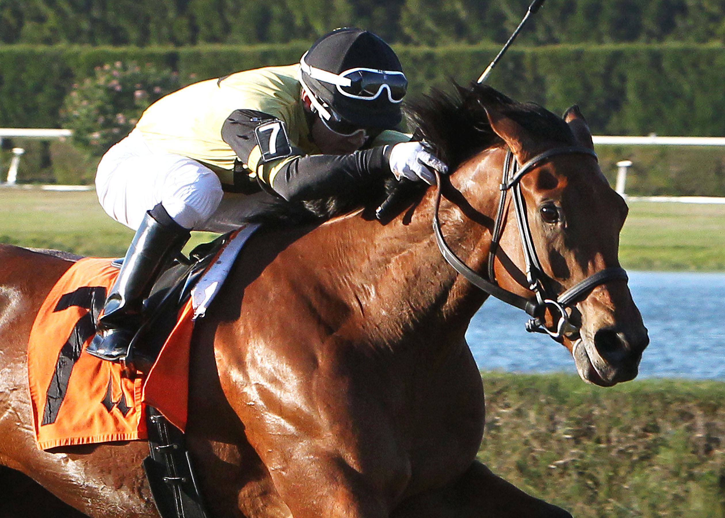 Twilight Eclipse wins the 2013 McKnight