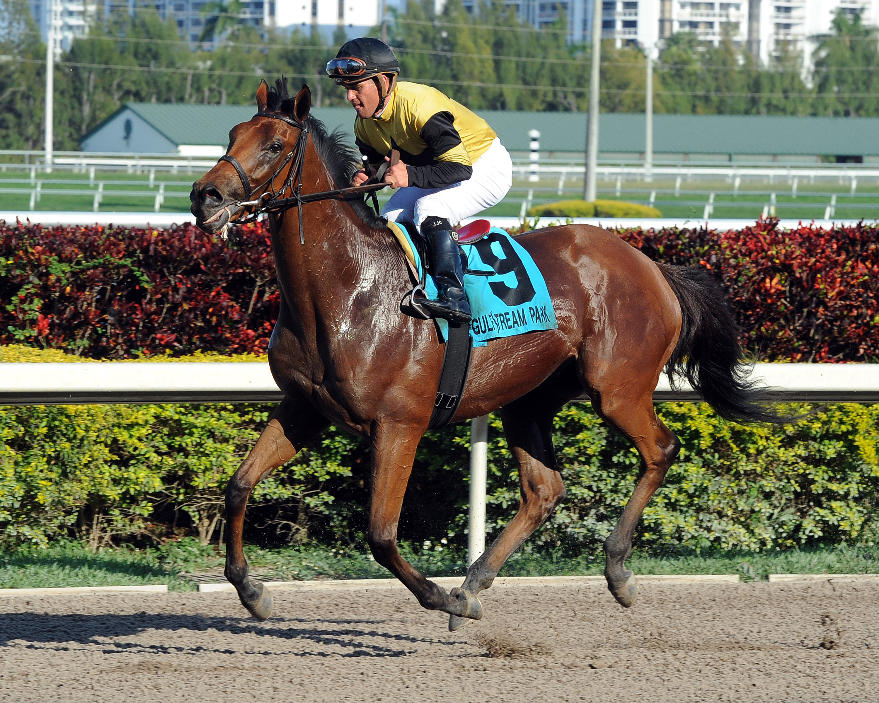 Twilight Eclipse/American Stakes