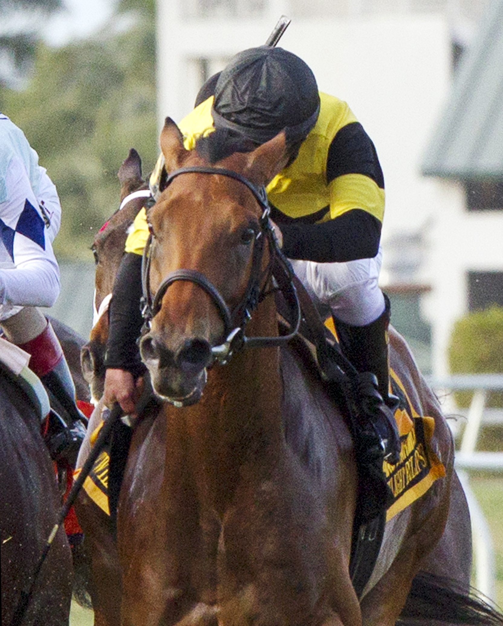 Twilight Eclipse finishes second in the 2014 Mac Diarmida