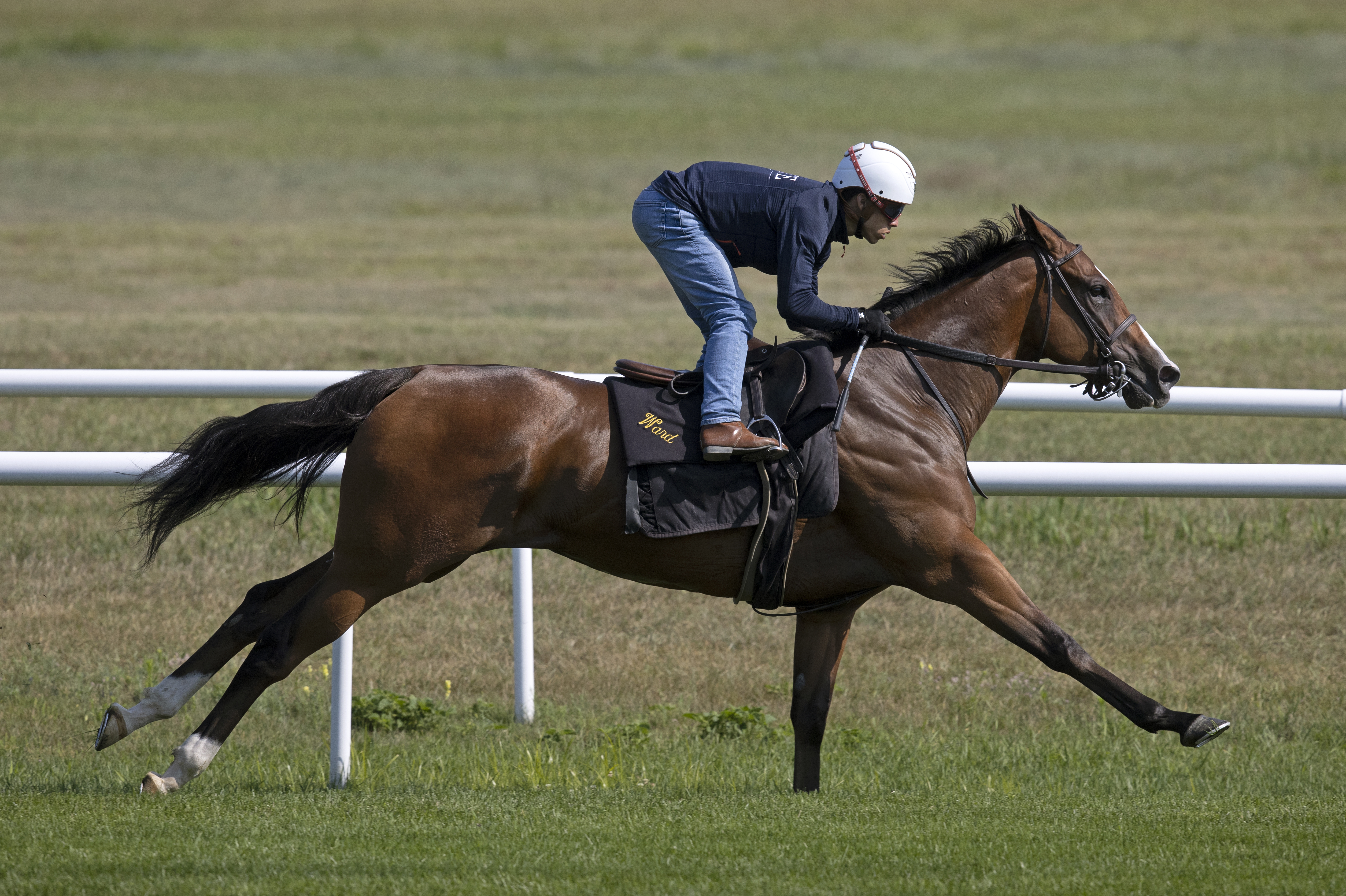 Twilight Gleaming works a half mile on turf at Saratoga on July 17 2022